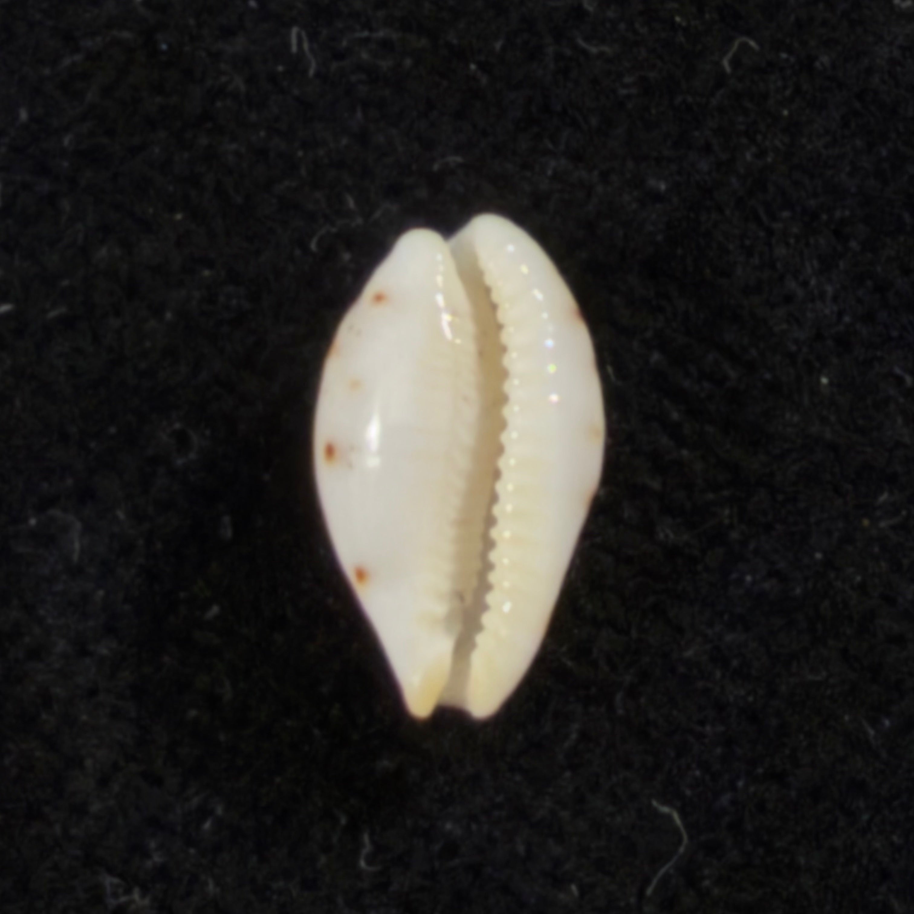 Ransoniella punctata (Linnaeus, 1758) - 11,9mm