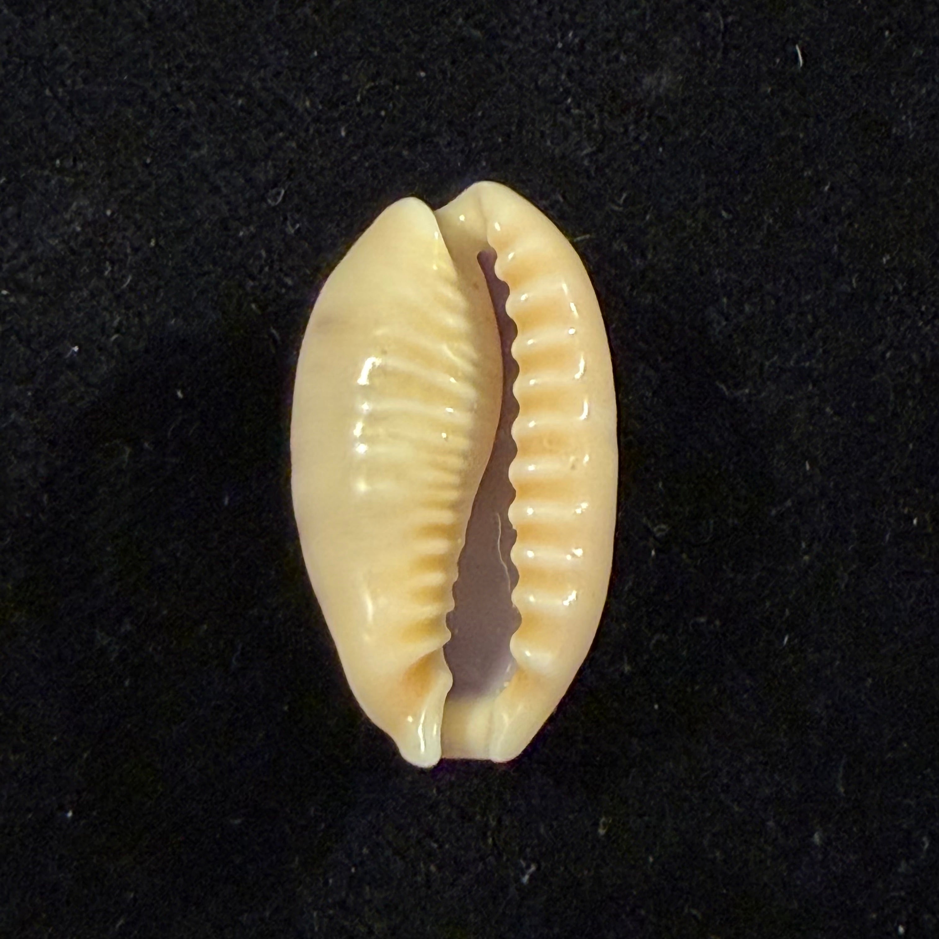 Erronea caurica (Linnaeus, 1758) - 26,7mm