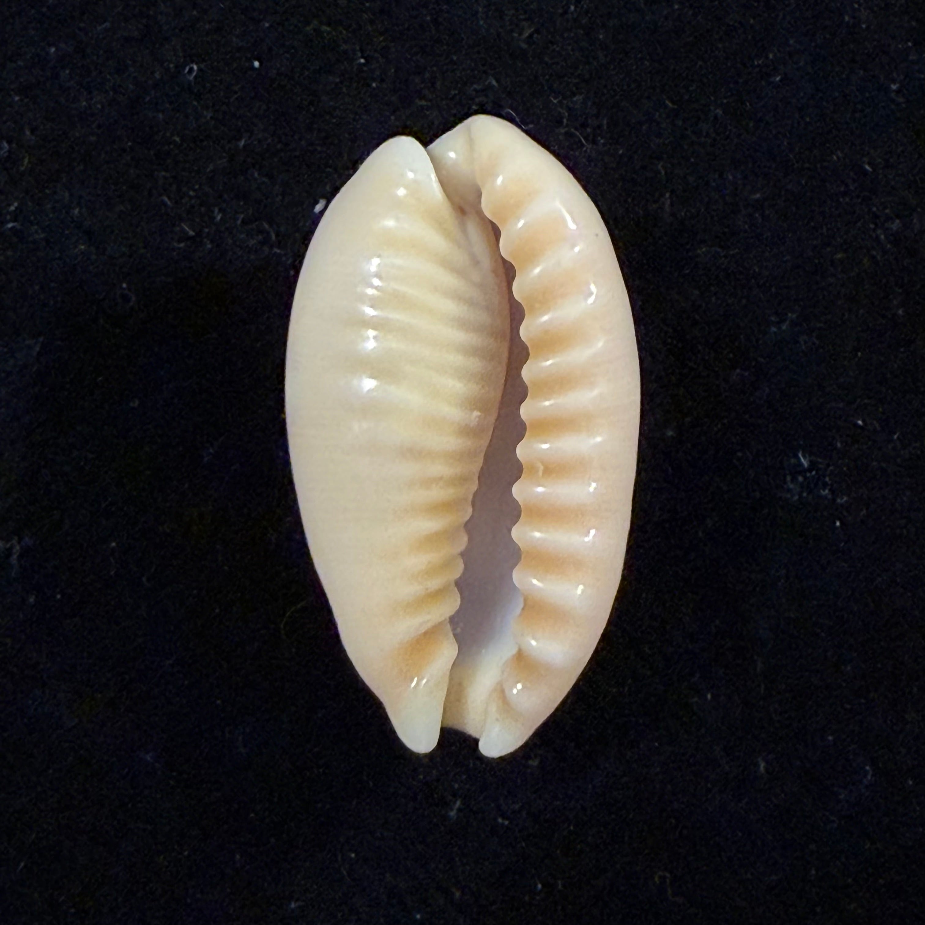 Erronea caurica (Linnaeus, 1758) - 26,6mm