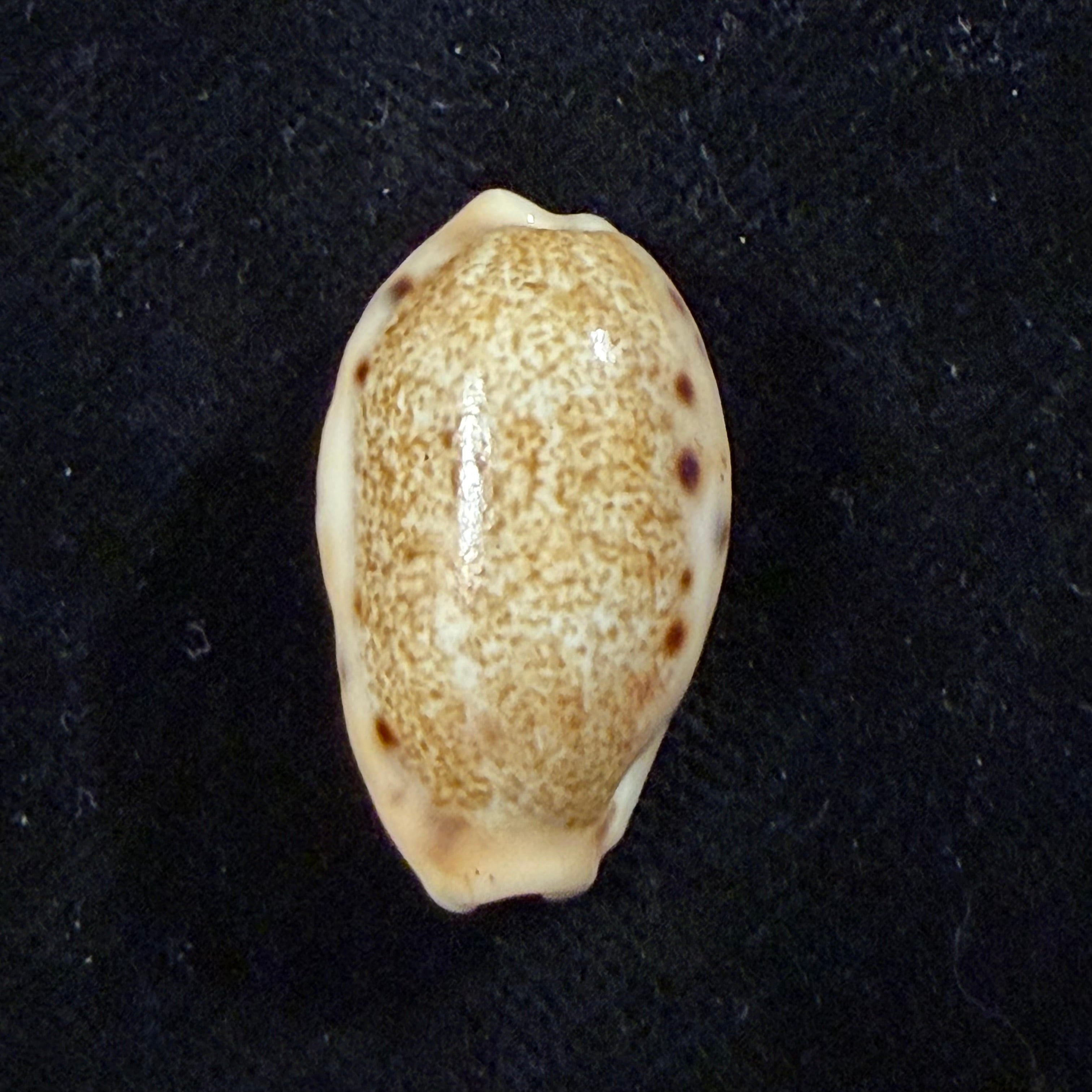 Erronea caurica (Linnaeus, 1758) - 26,8mm