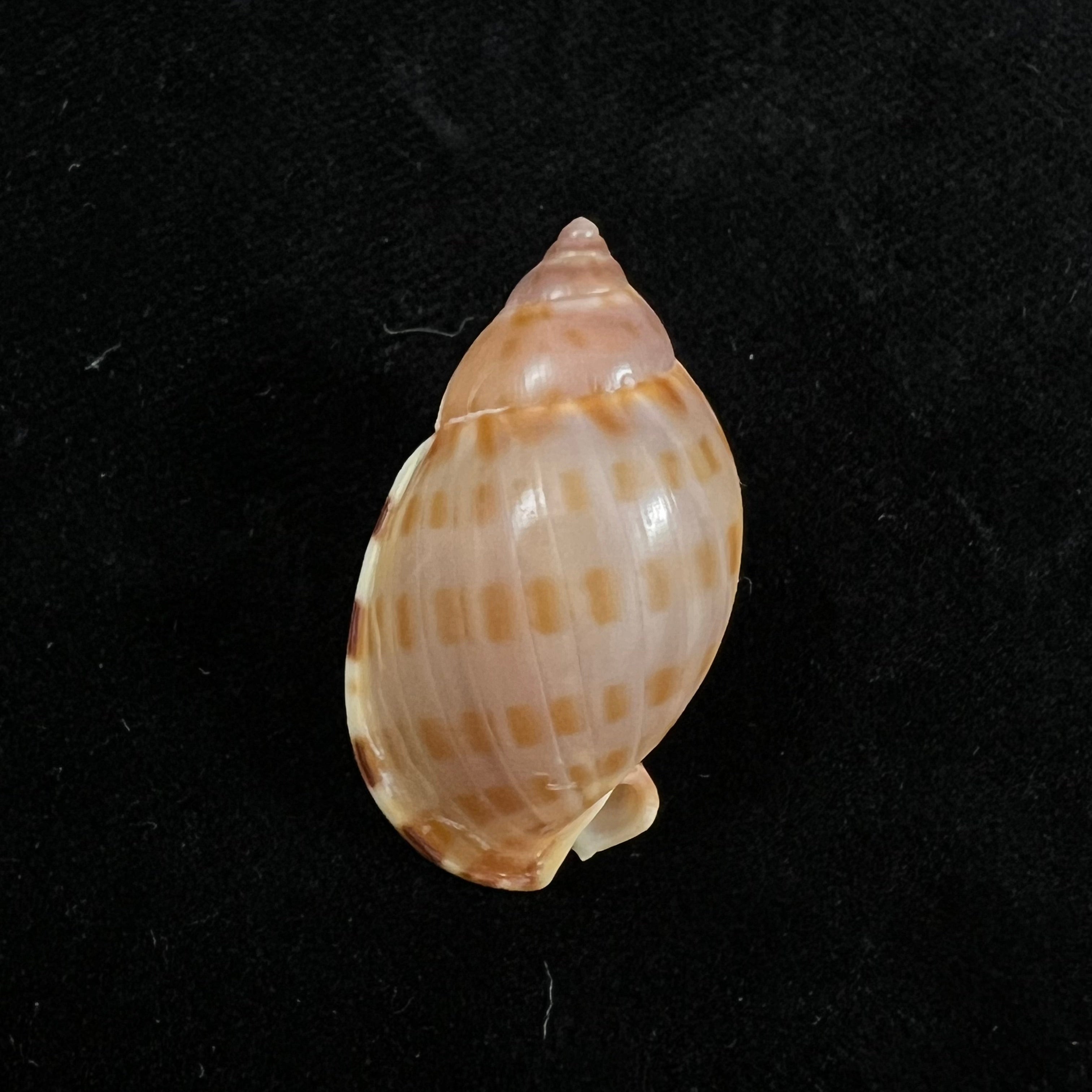Casmaria atlantica Clench,1944年 - 29,7毫米