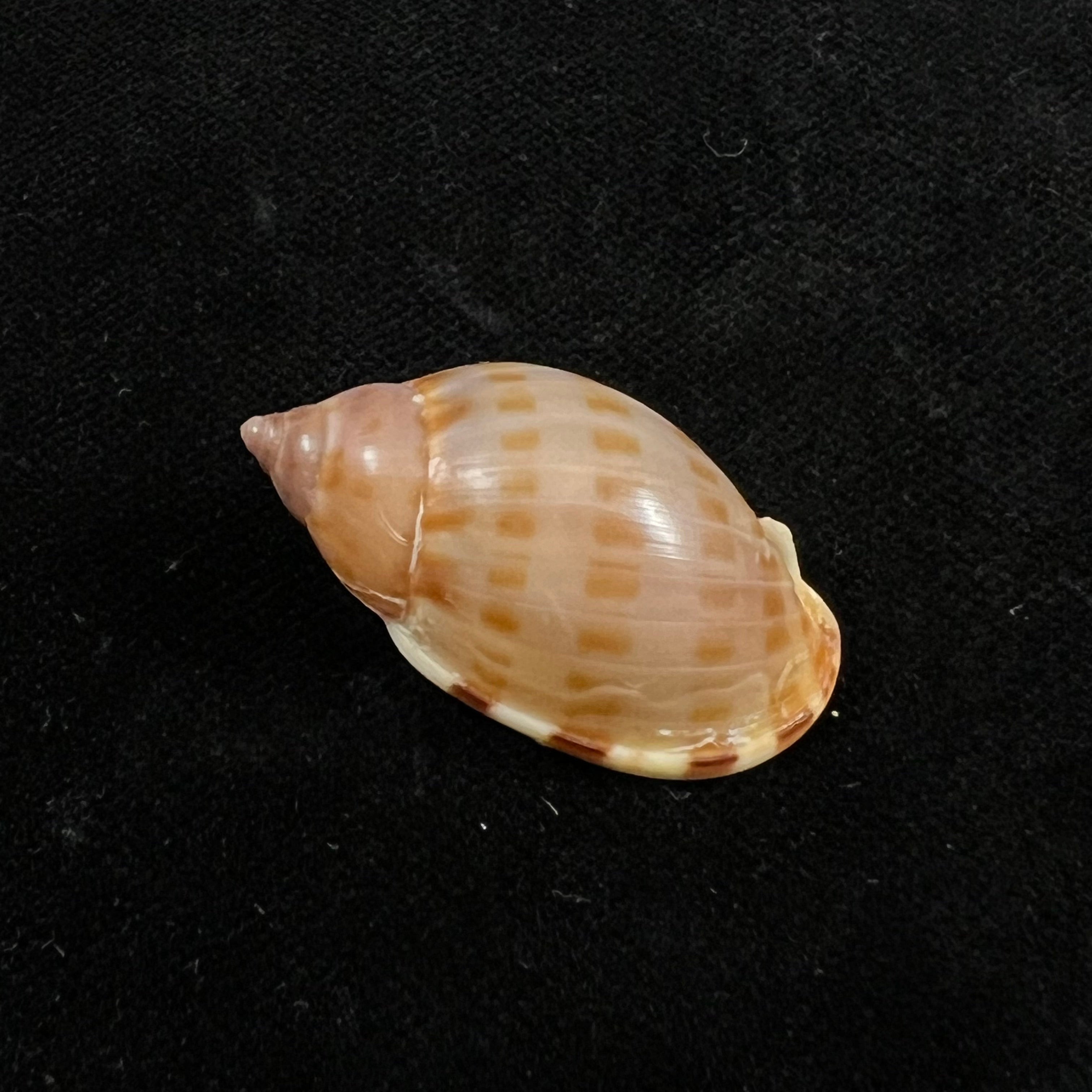 Casmaria atlantica Clench,1944年 - 29,7毫米