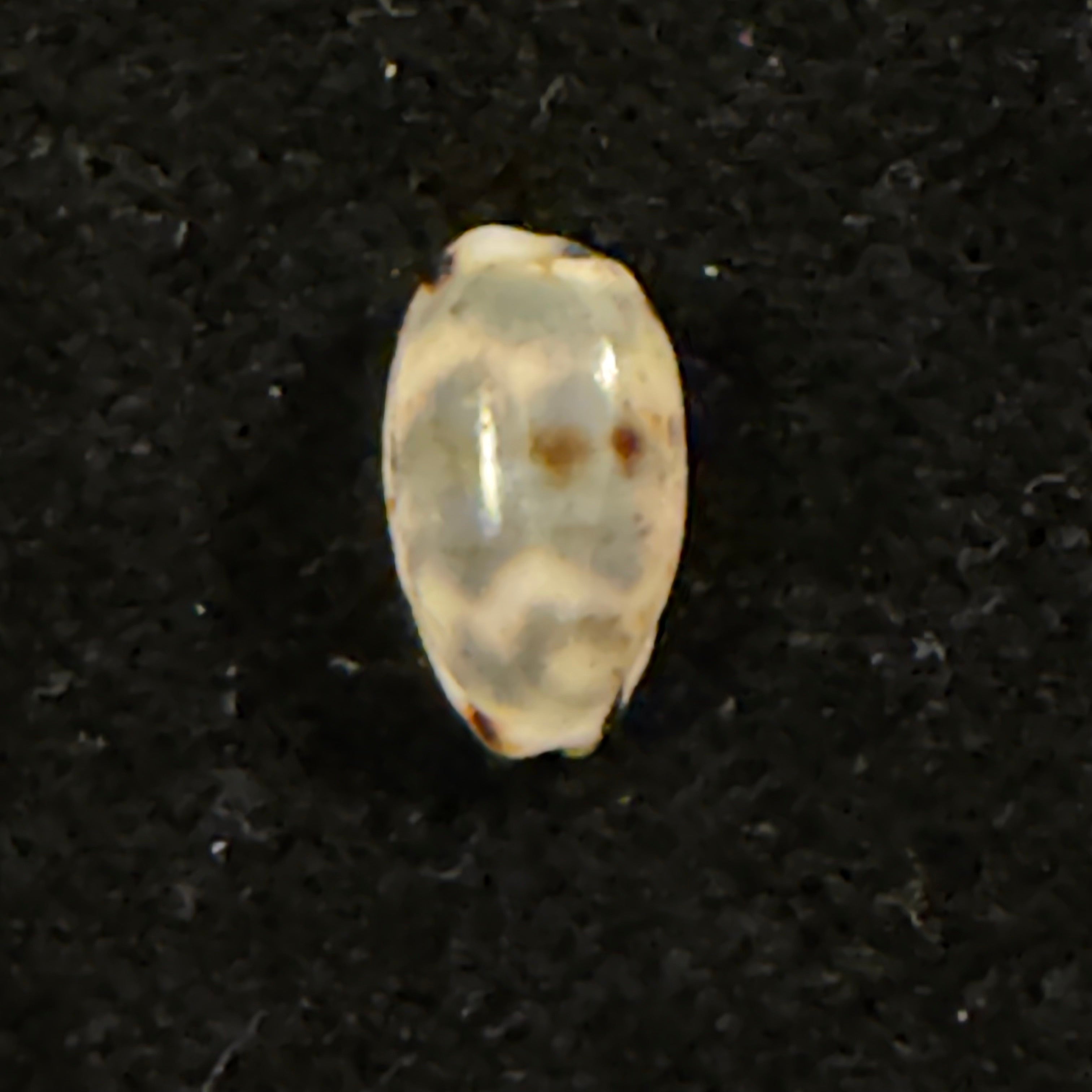 Bistolida kieneri (Hidalgo, 1906) - 10,3mm