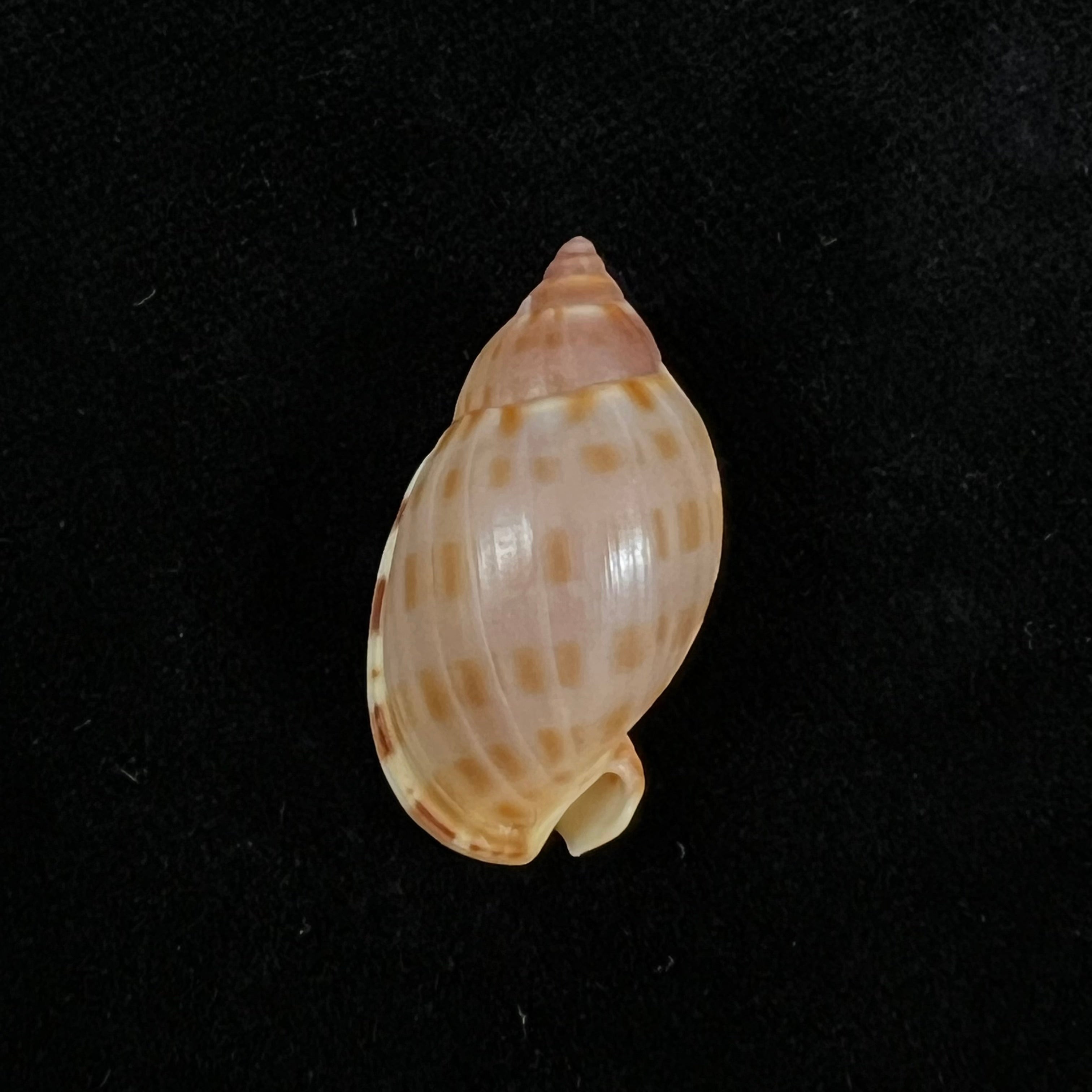 Casmaria atlantica Clench, 1944 - 27,3mm