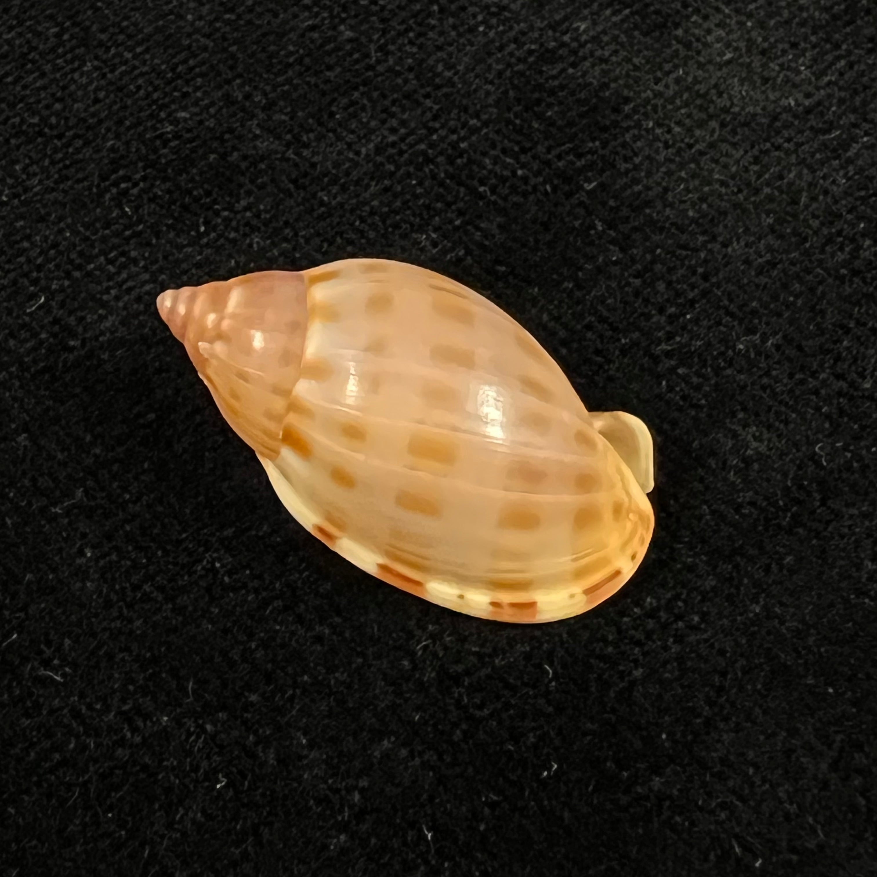 Casmaria atlantica Clench, 1944 - 27,3mm