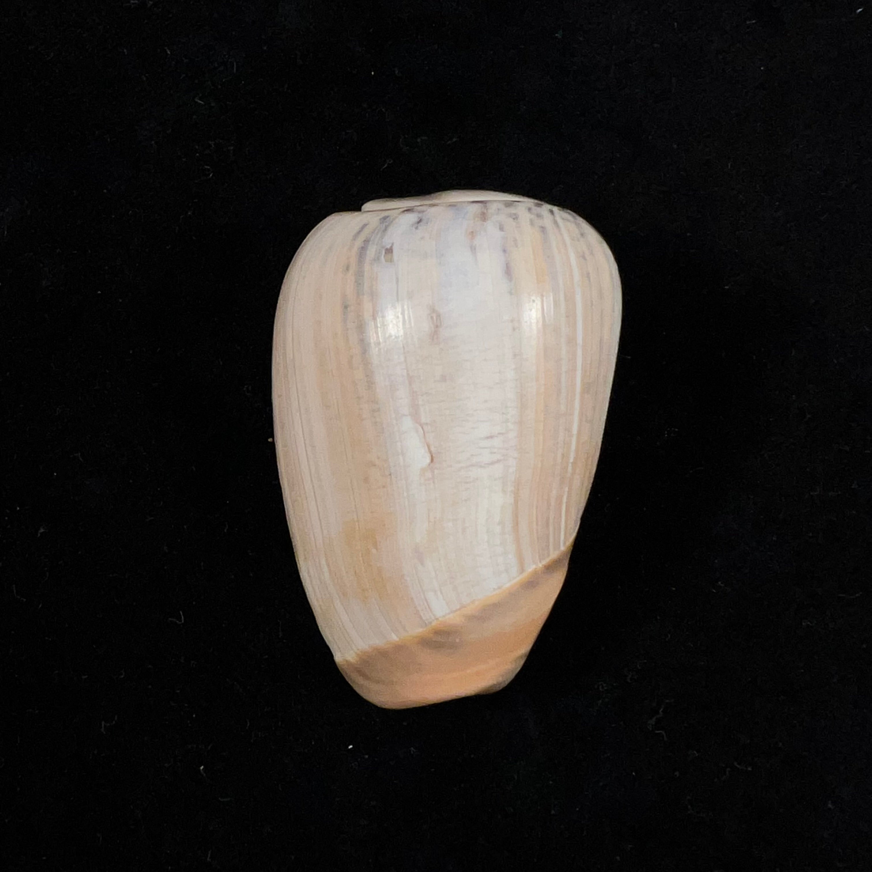Olivancillaria urceus (Röding, 1798) - 51,5mm