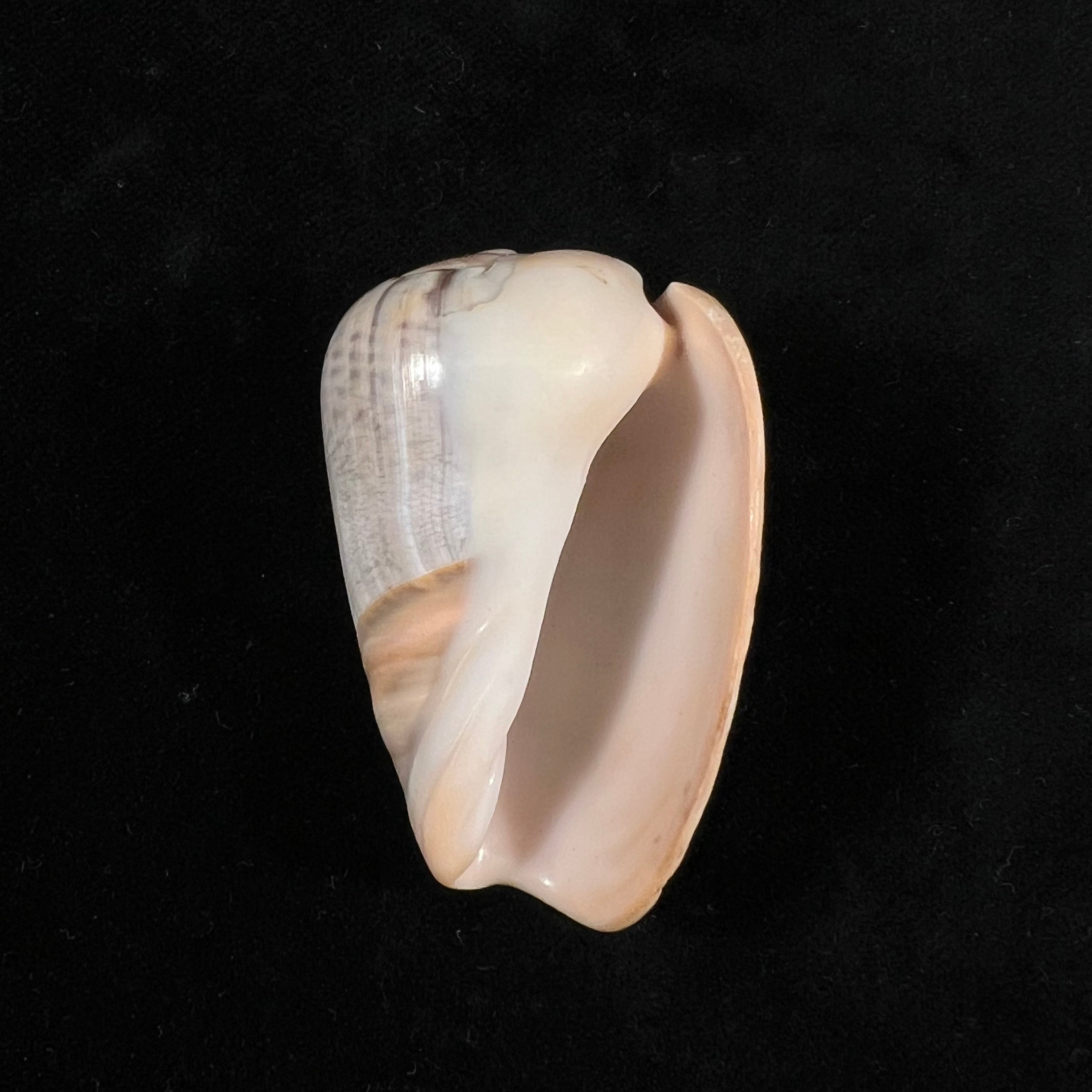Olivancillaria urceus (Röding, 1798) - 51,5mm