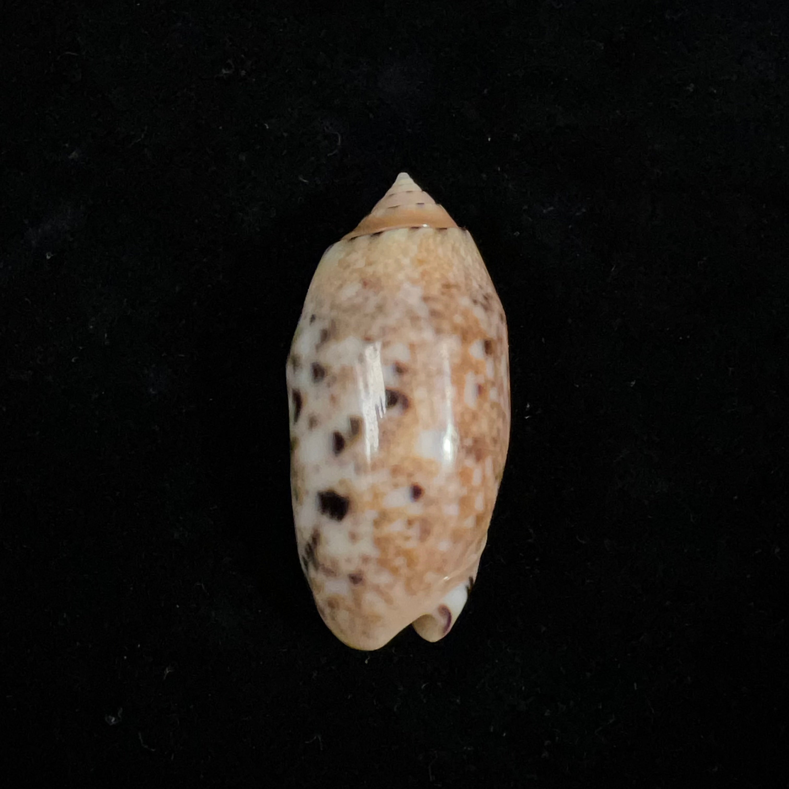 Oliva mantichora intricata Dautzenberg,1927 年,- 46 毫米