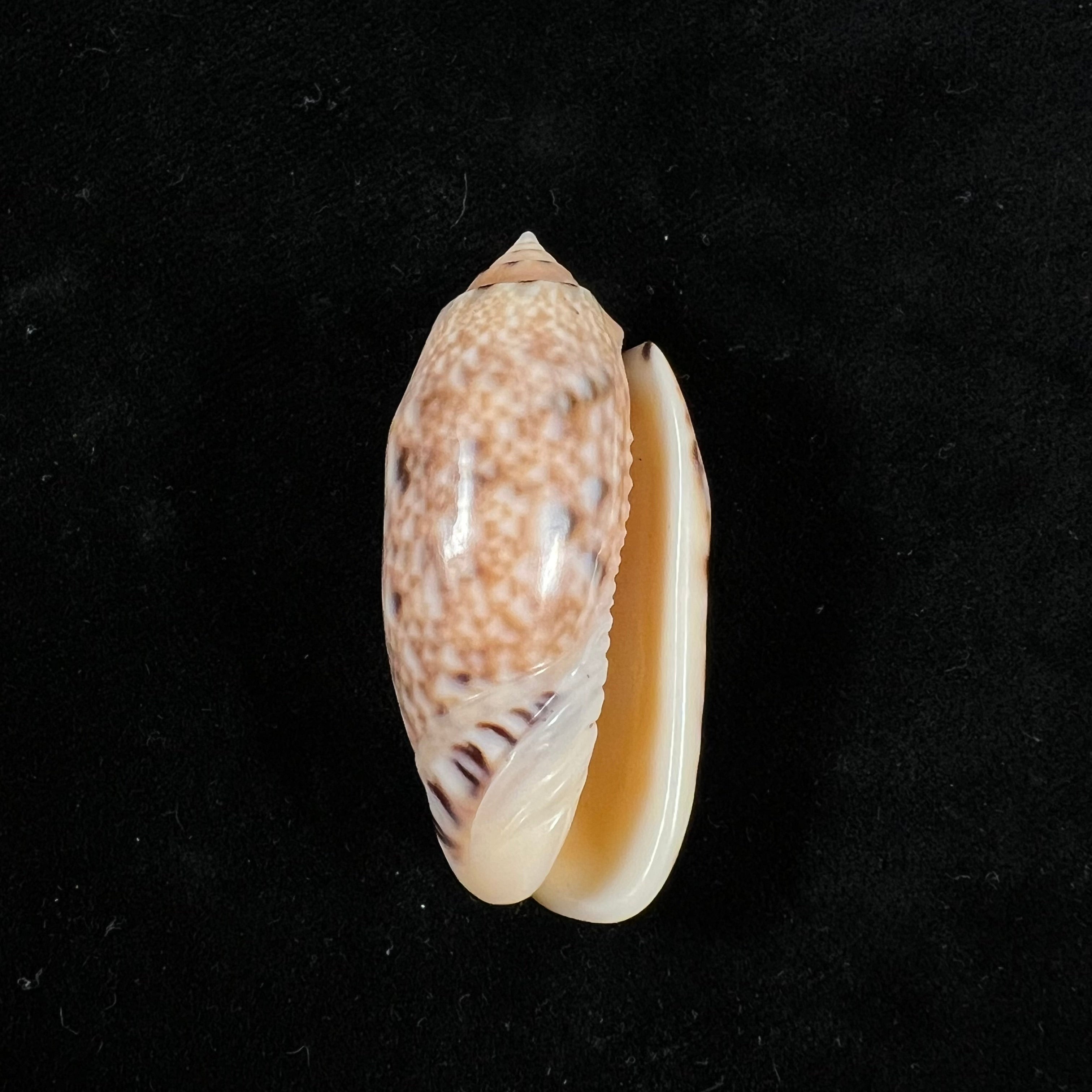 Oliva mantichora intricata Dautzenberg,1927 年,- 46 毫米