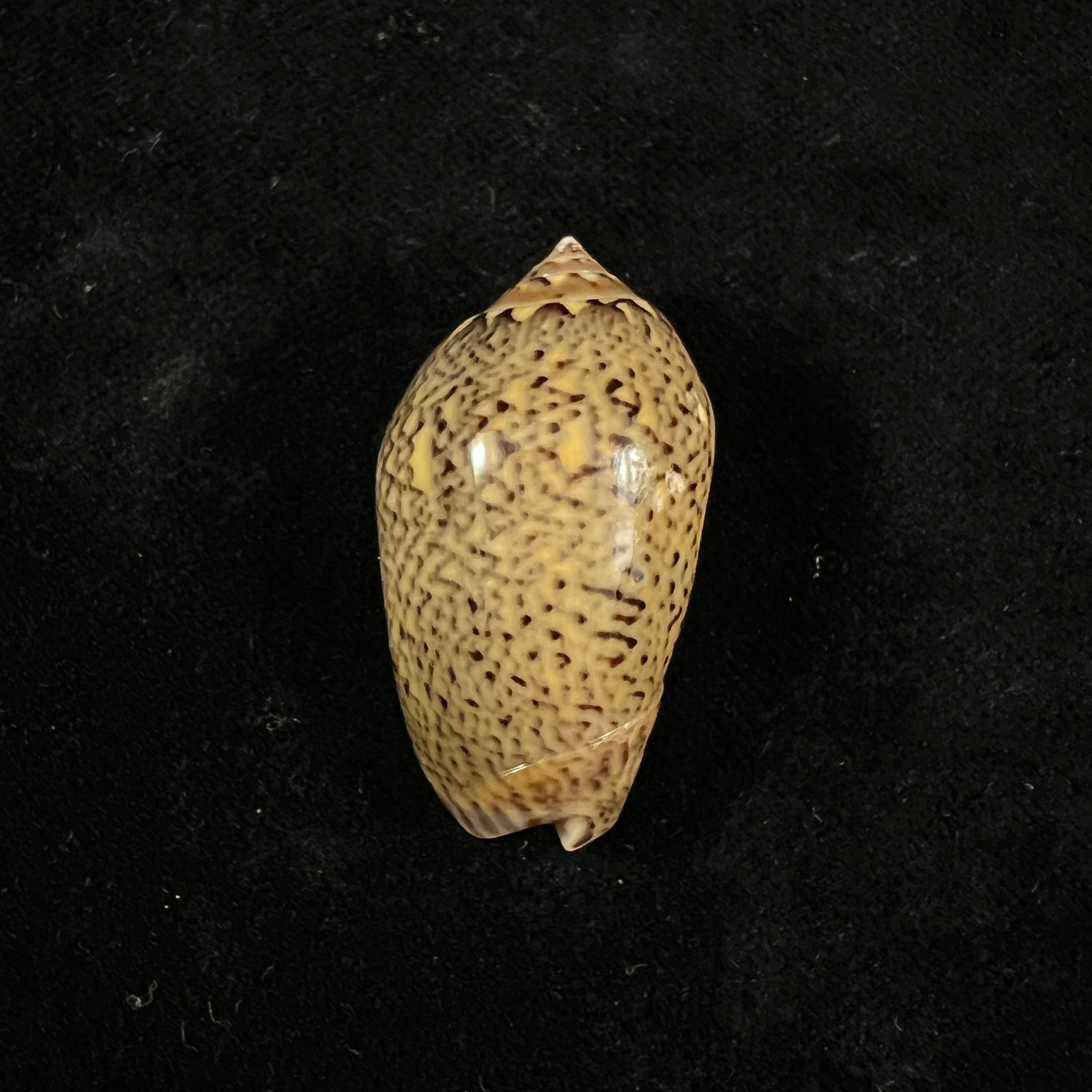 Oliva olssoni Petuch & Sargent, 1986 - 38,2mm