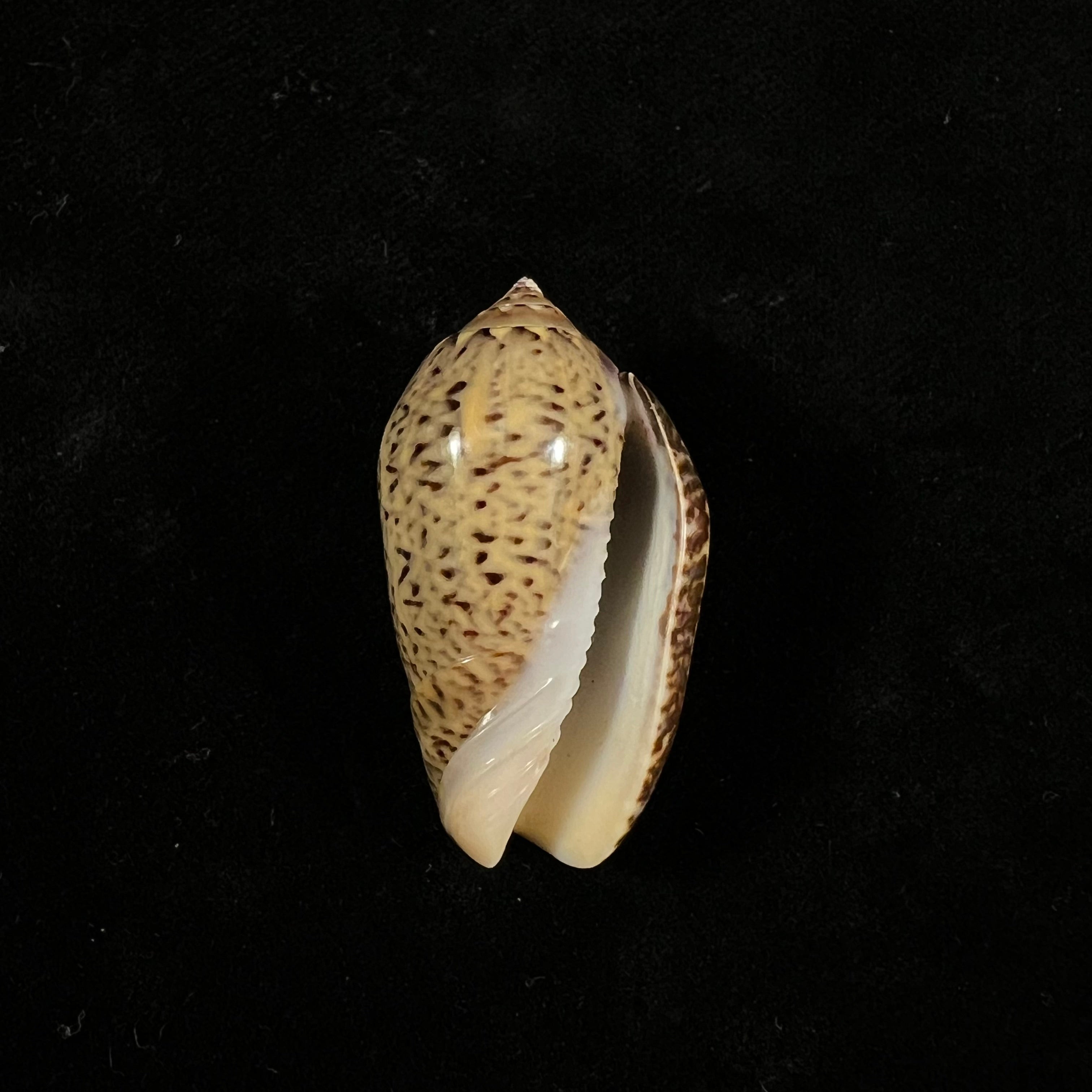 Oliva olssoni Petuch & Sargent, 1986 - 38,2mm