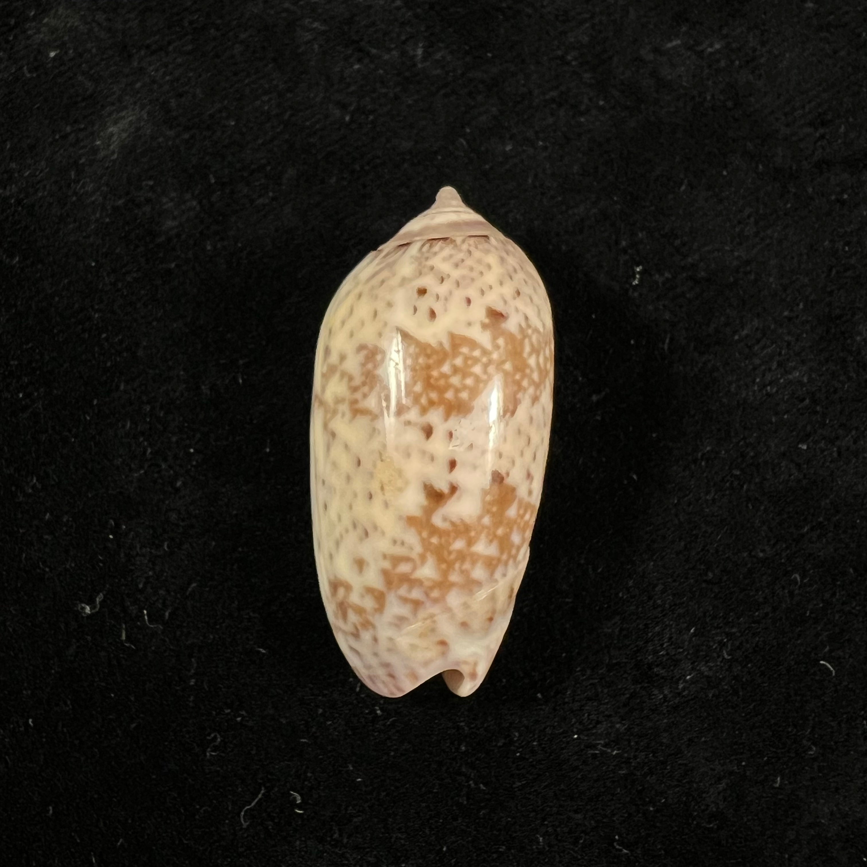 Vullietoliva splendidula(GB Sowerby I,1825)- 38毫米