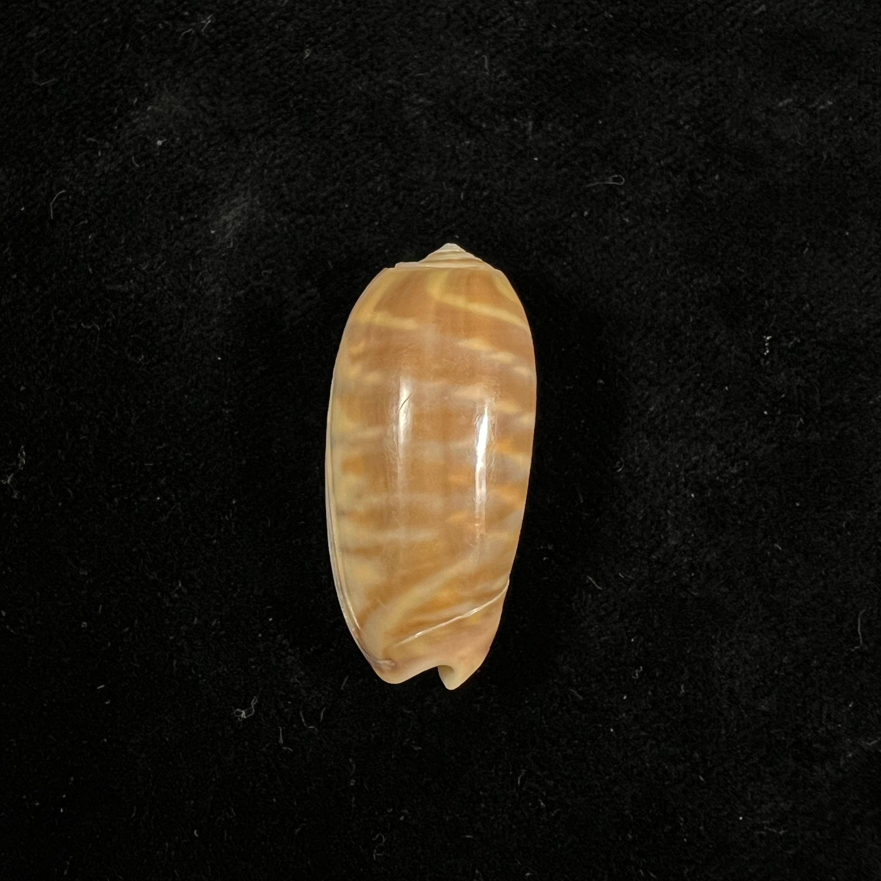 Oliva rufula Duclos, 1840 - 33,8mm