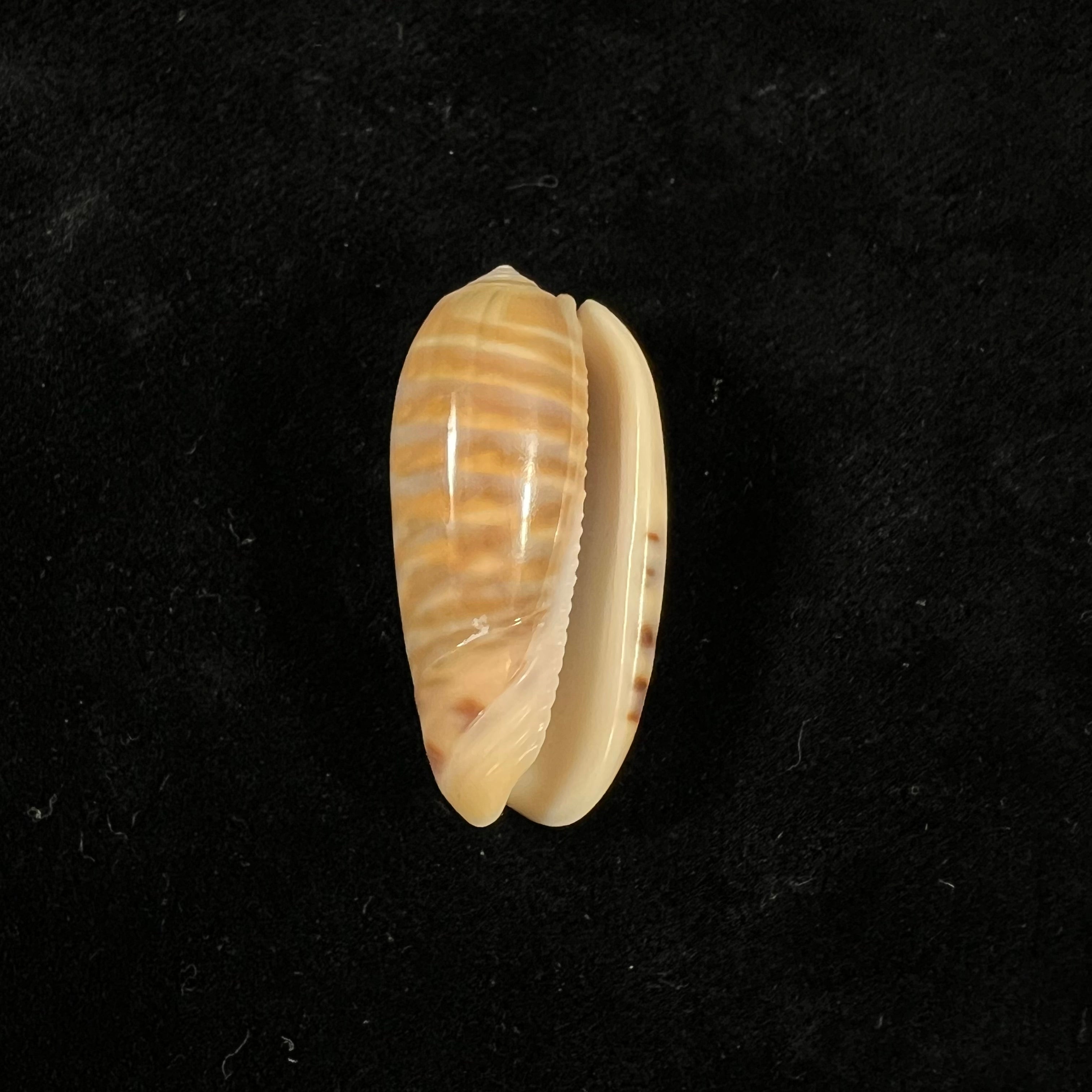 Oliva rufula Duclos, 1840 - 33,8mm