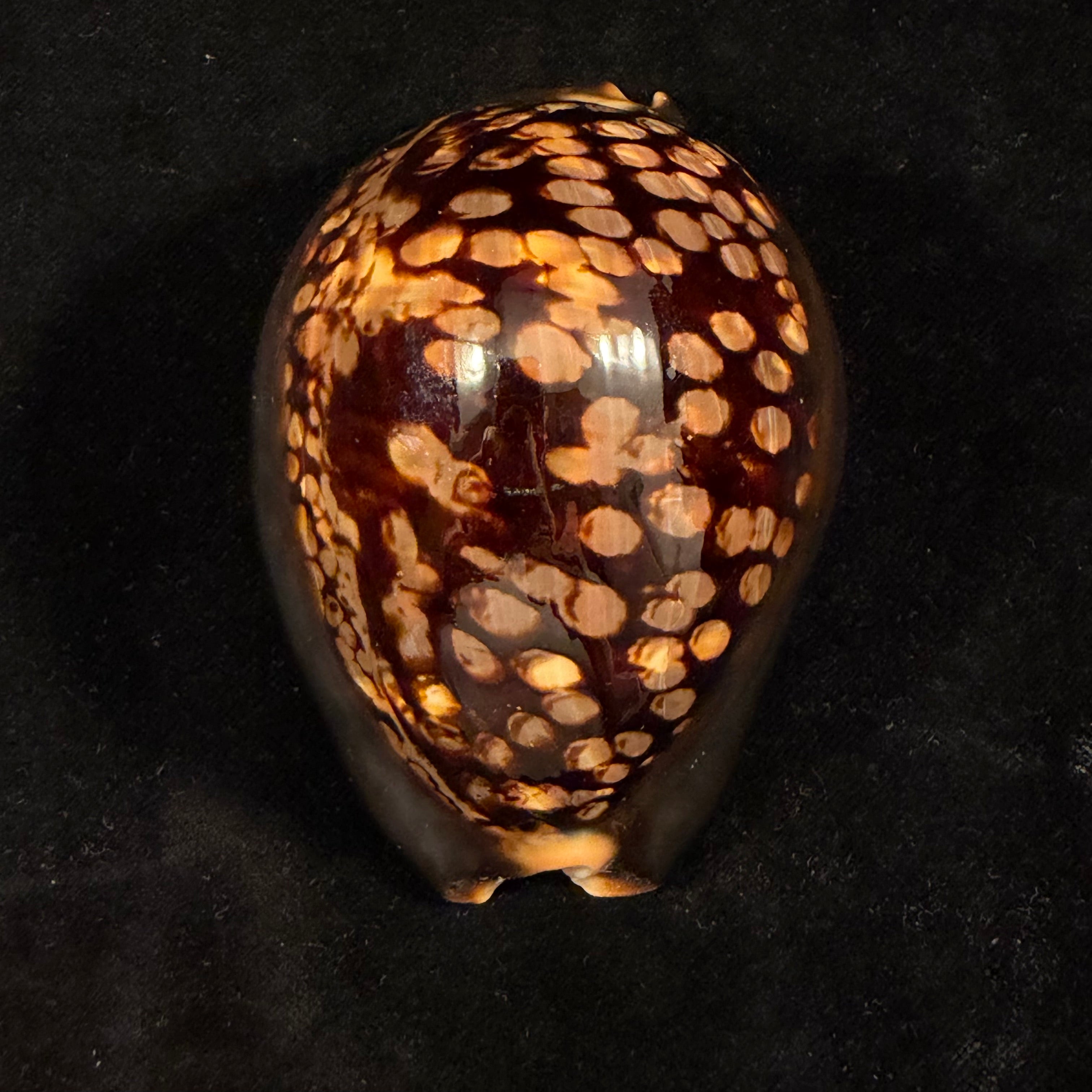 Mauritia mauritiana (Linnaeus, 1758) - 90,1mm