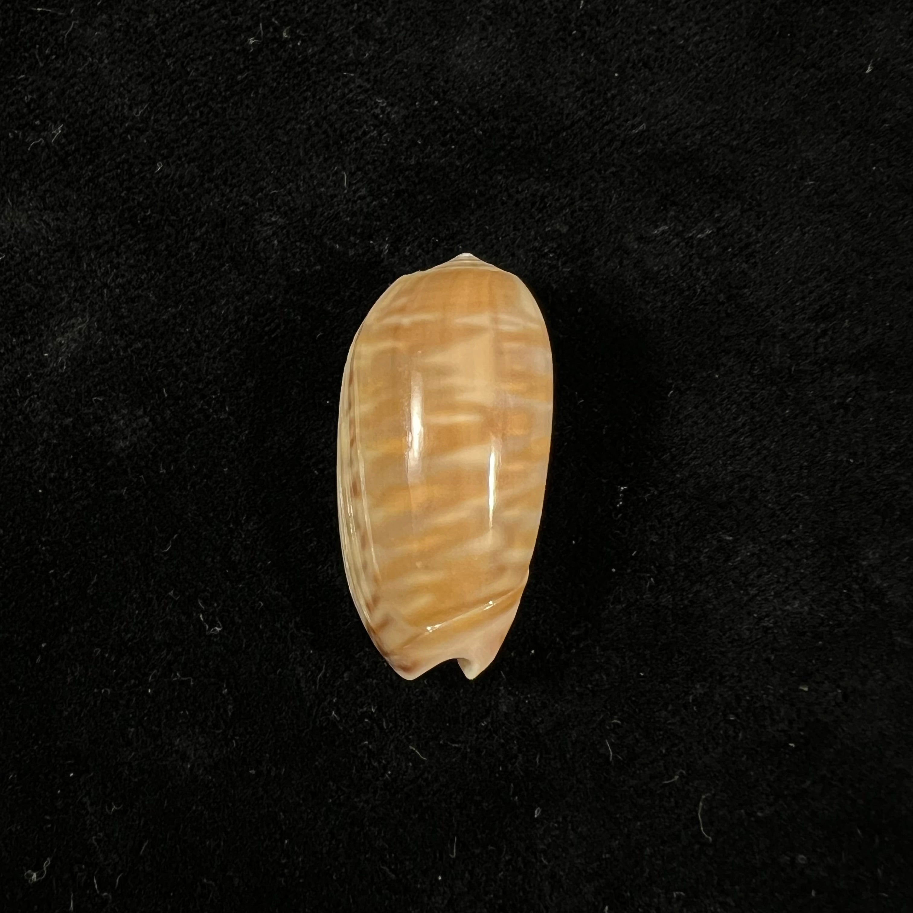Oliva rufula Duclos, 1840 - 31,8mm