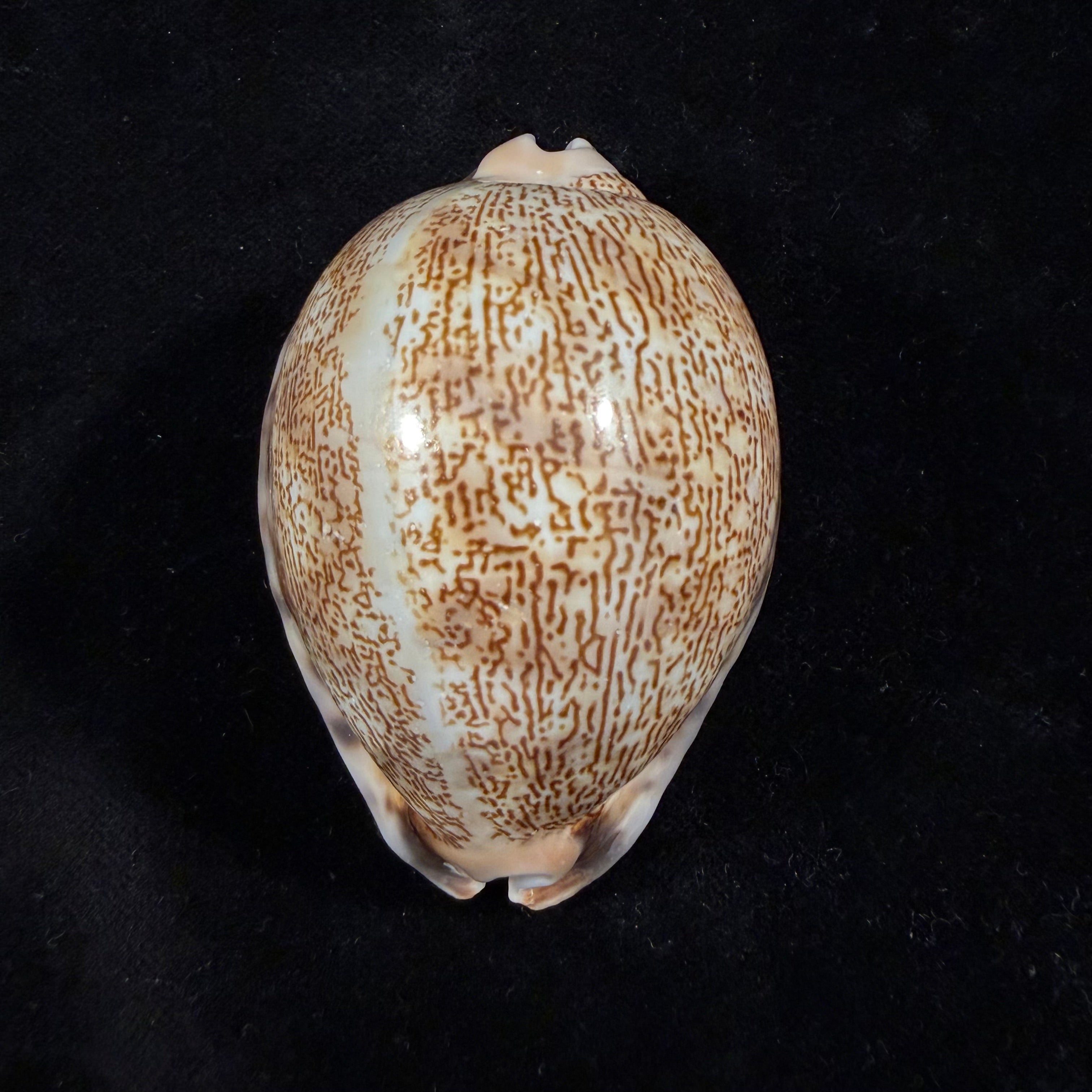 Mauritia arabica asiatica Schilder & Schilder, 1939 - 66mm