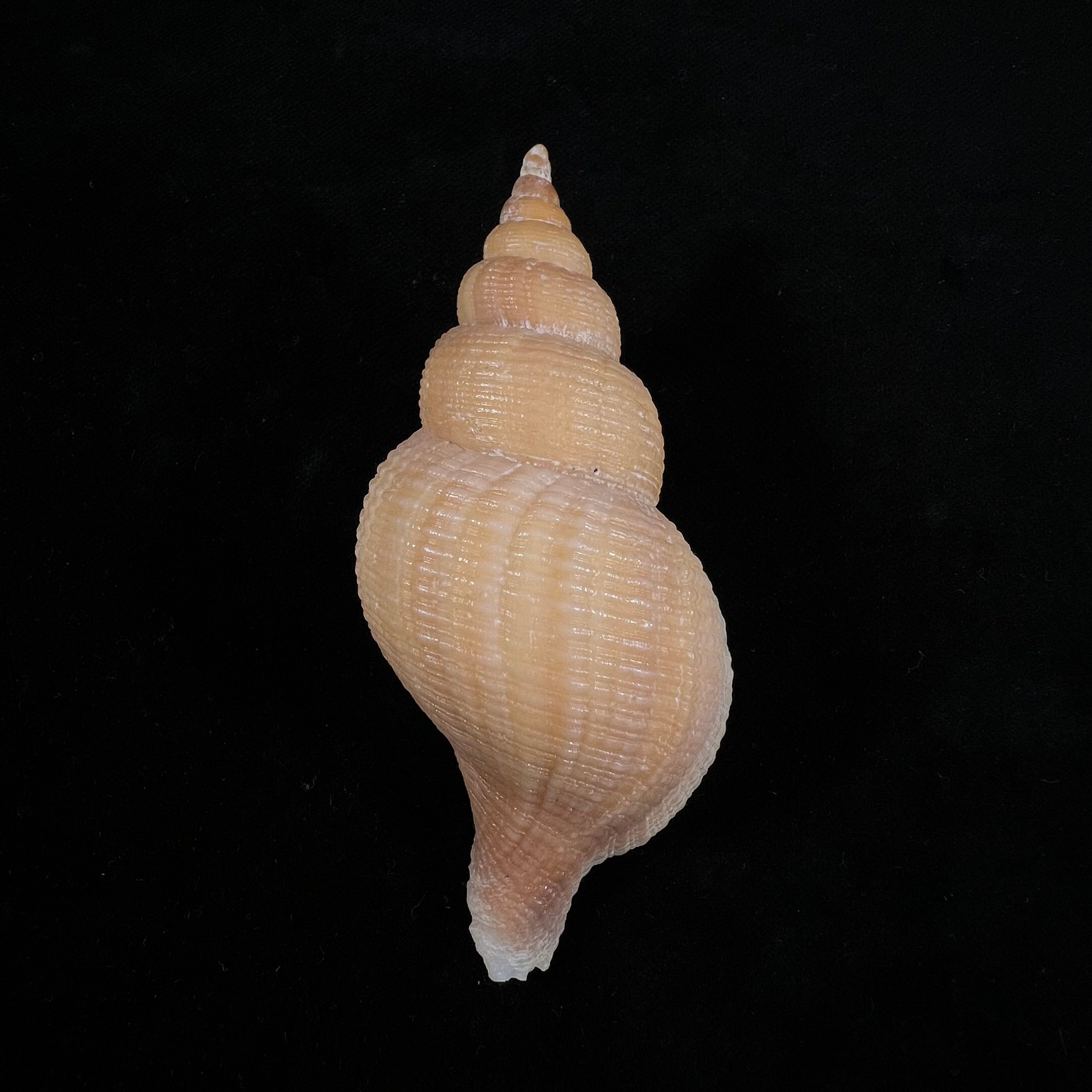 Neptunea contraria (林奈, 1771) - 91,1mm