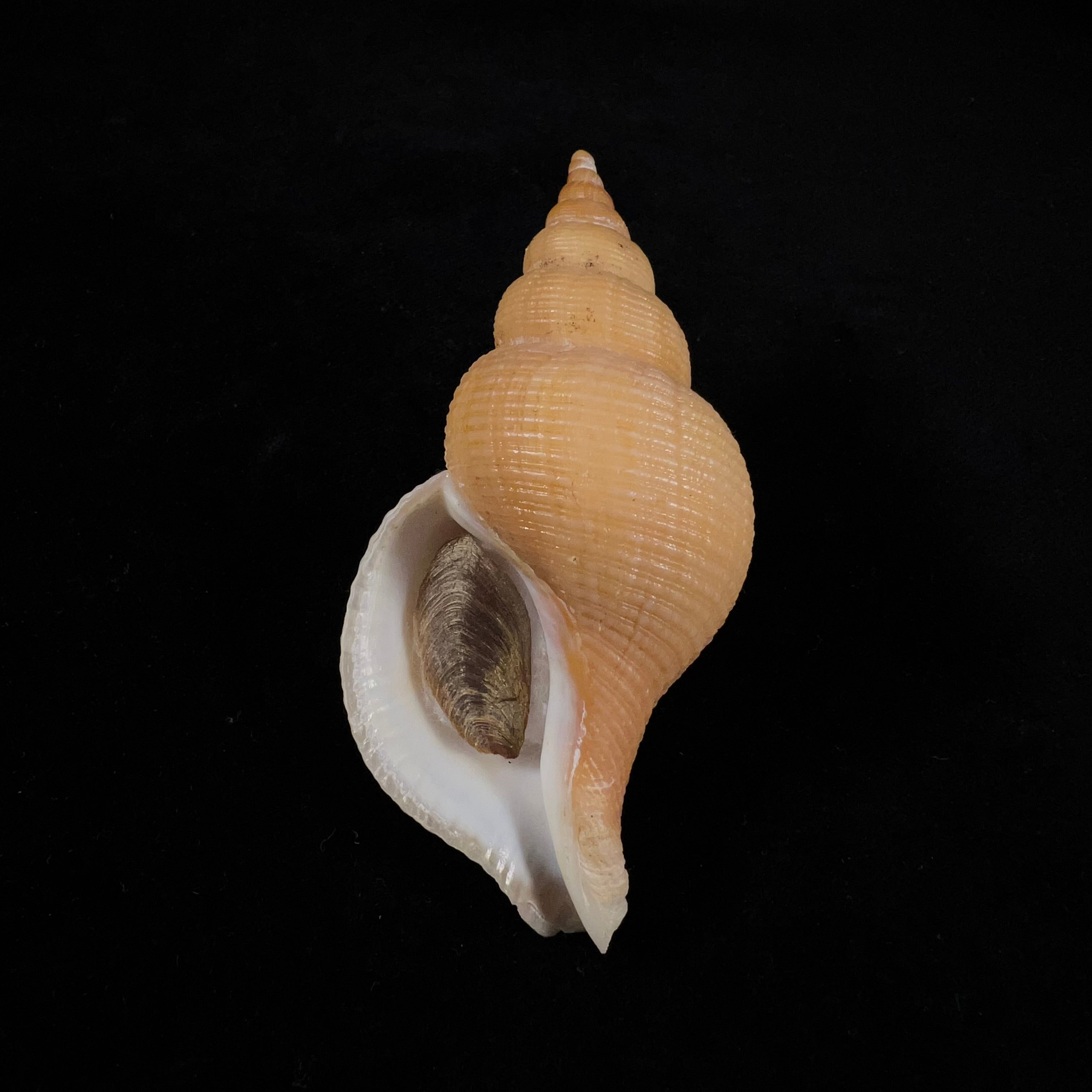 Neptunea contraria (林奈, 1771) - 91,1mm