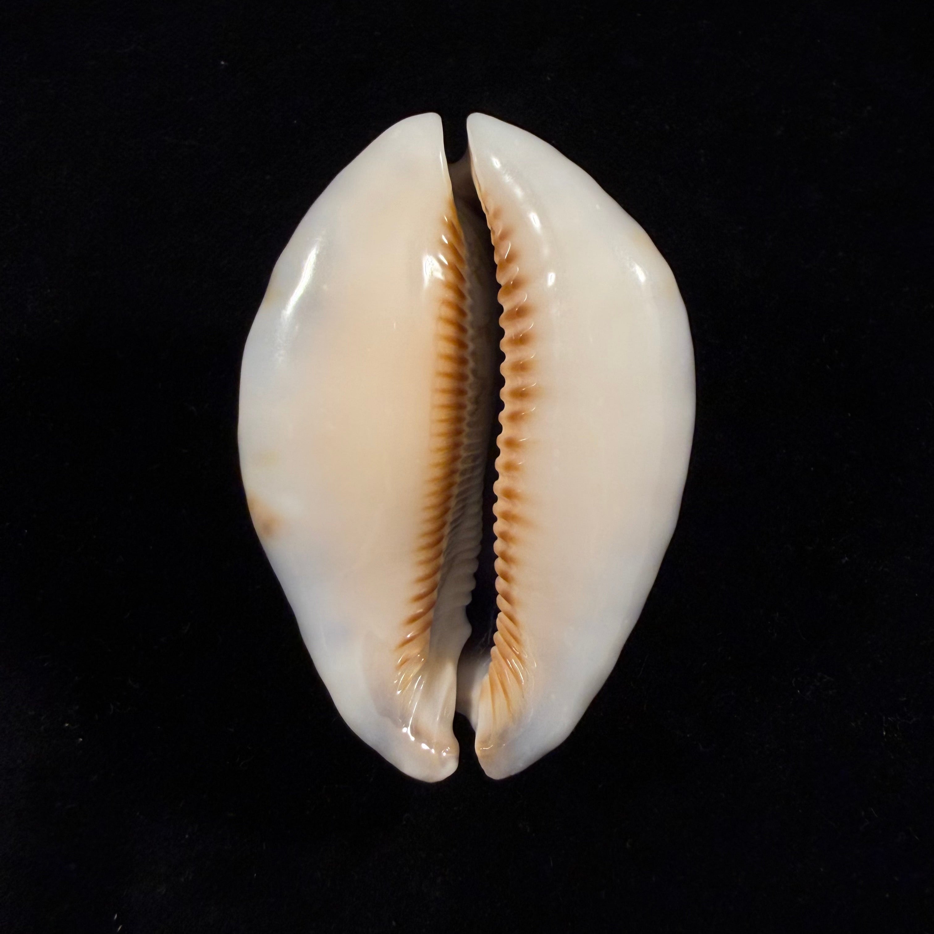 Mauritia arabica asiatica Schilder & Schilder, 1939 - 66mm