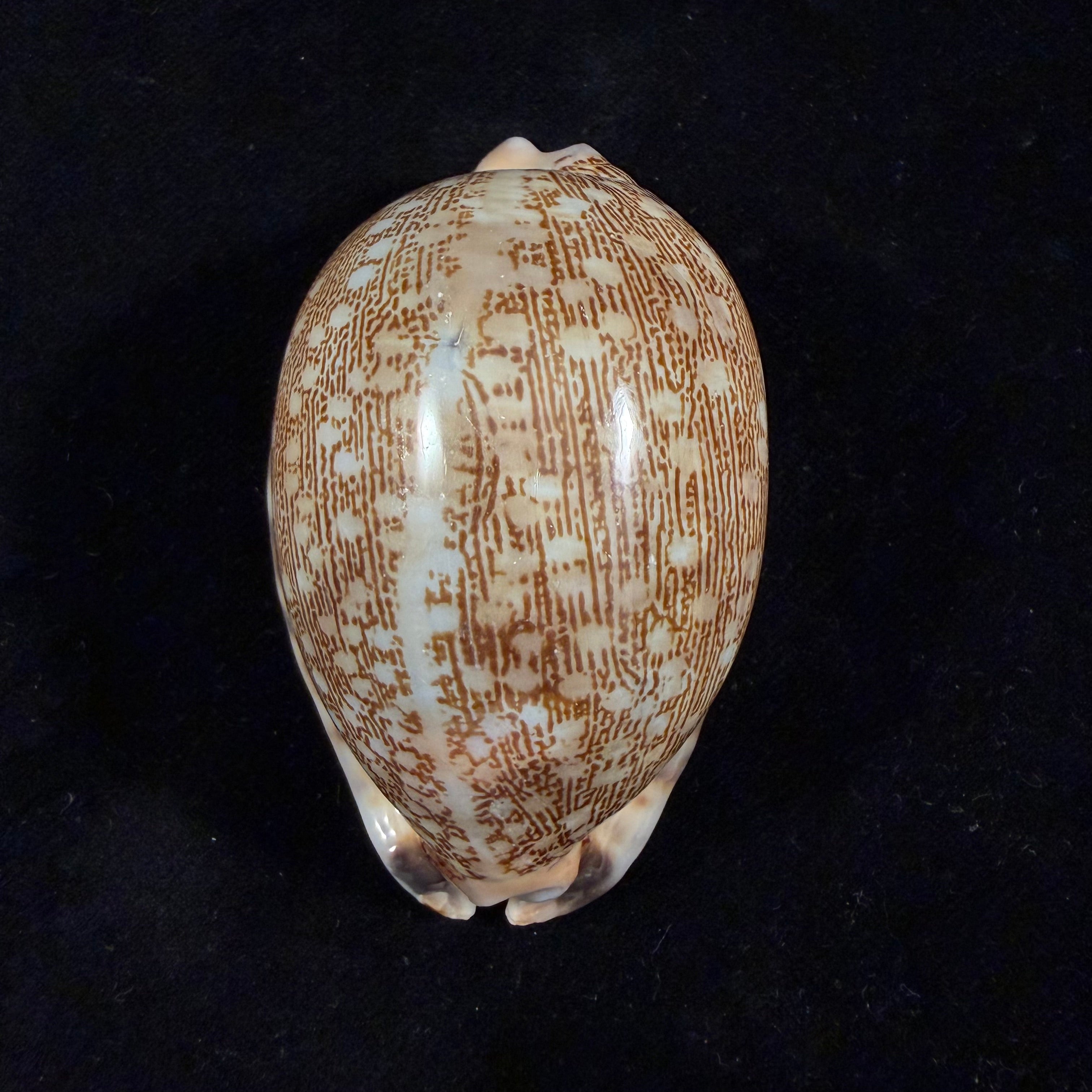 Mauritia arabica asiatica Schilder & Schilder, 1939 - 66,4mm