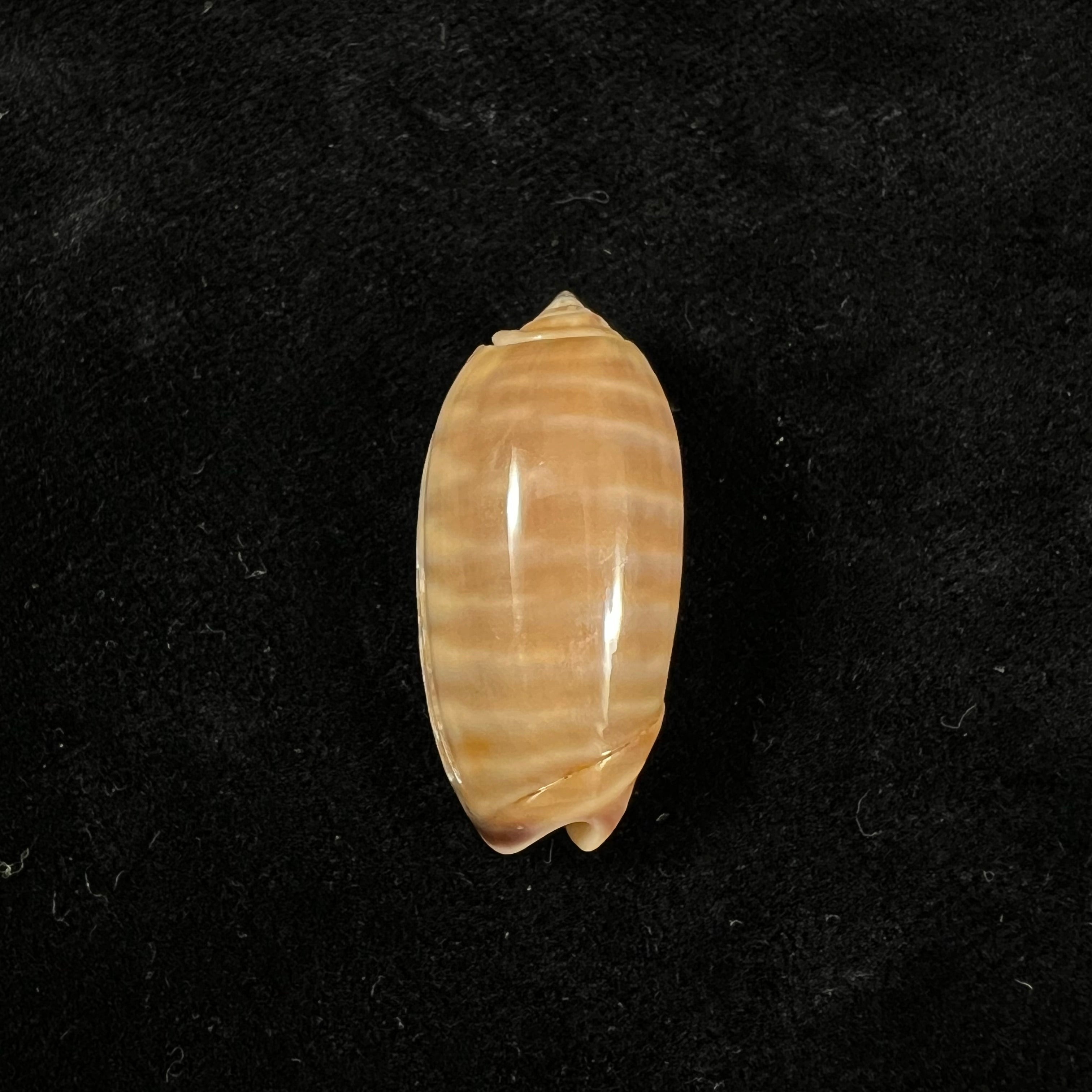 Oliva rufula Duclos, 1840 - 31,6mm