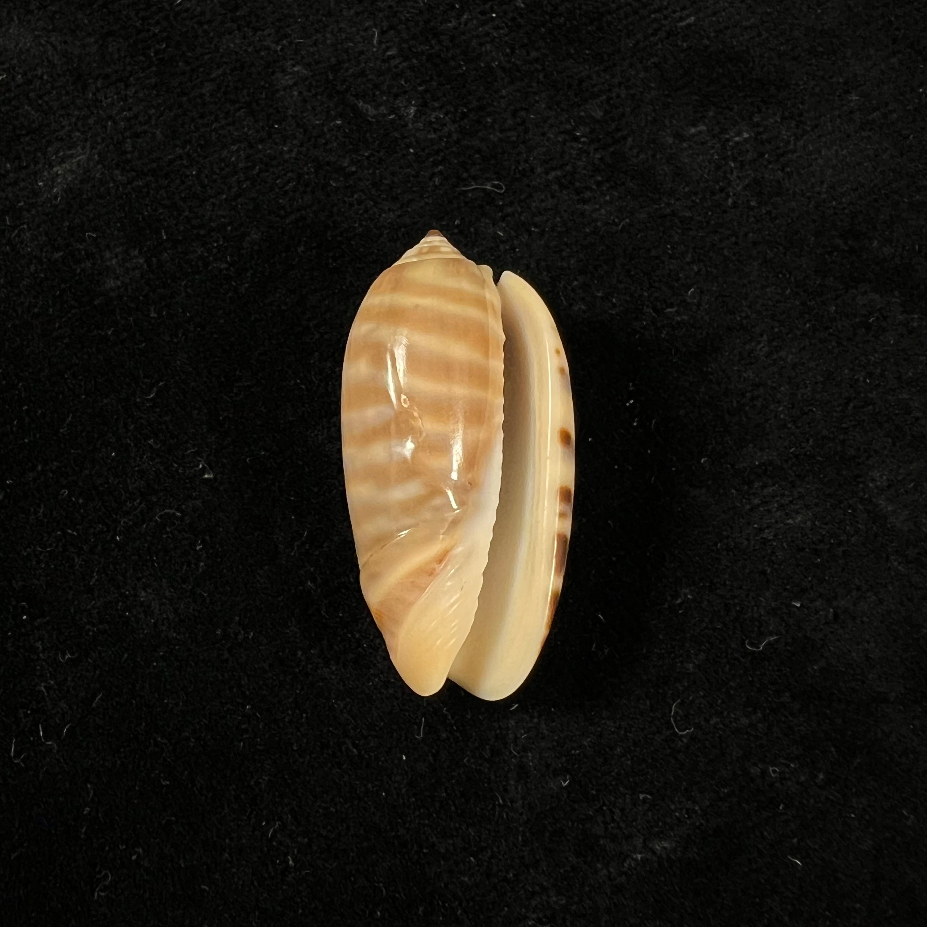 Oliva rufula Duclos, 1840 - 31,6mm