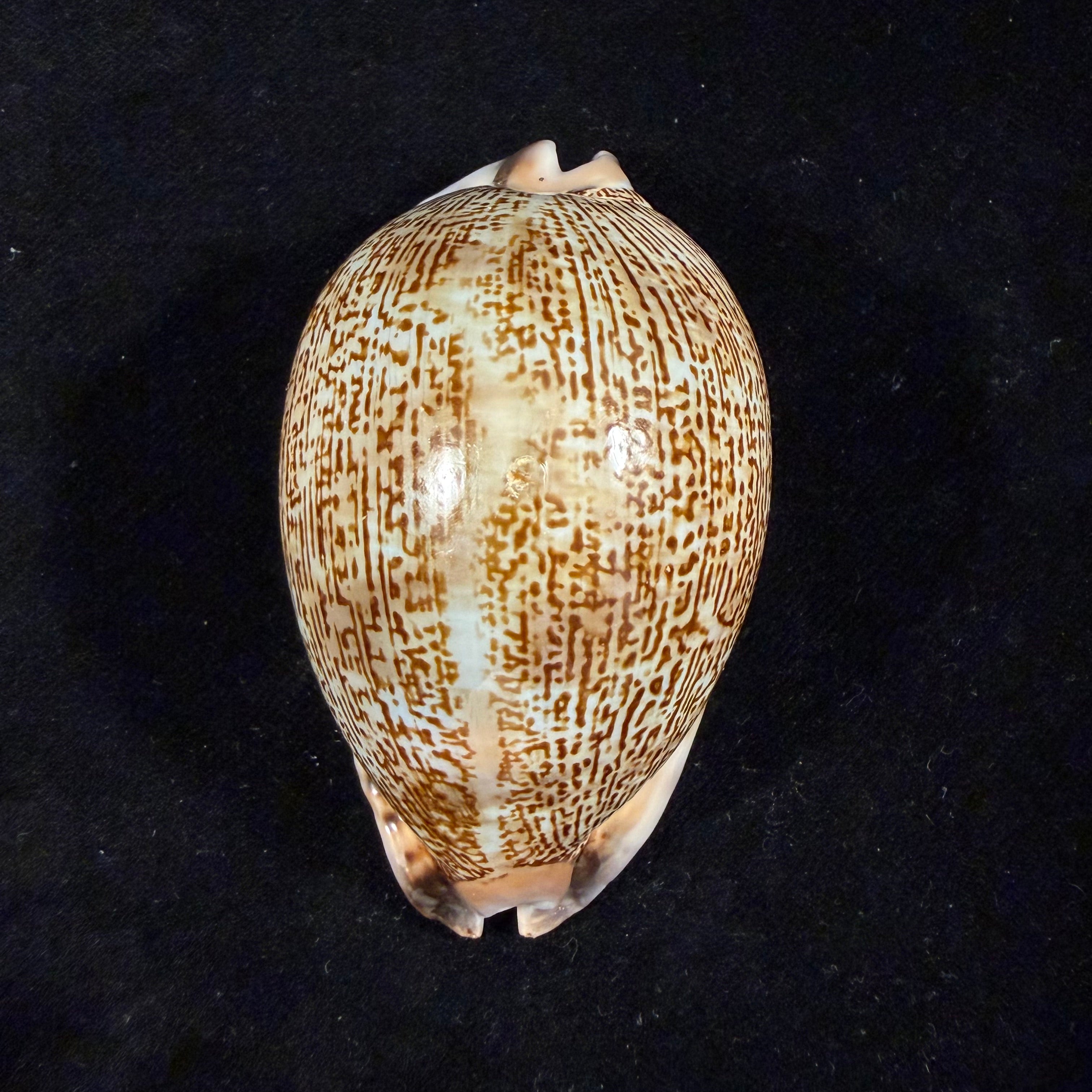 Mauritia arabica asiatica Schilder & Schilder, 1939 - 68,2mm