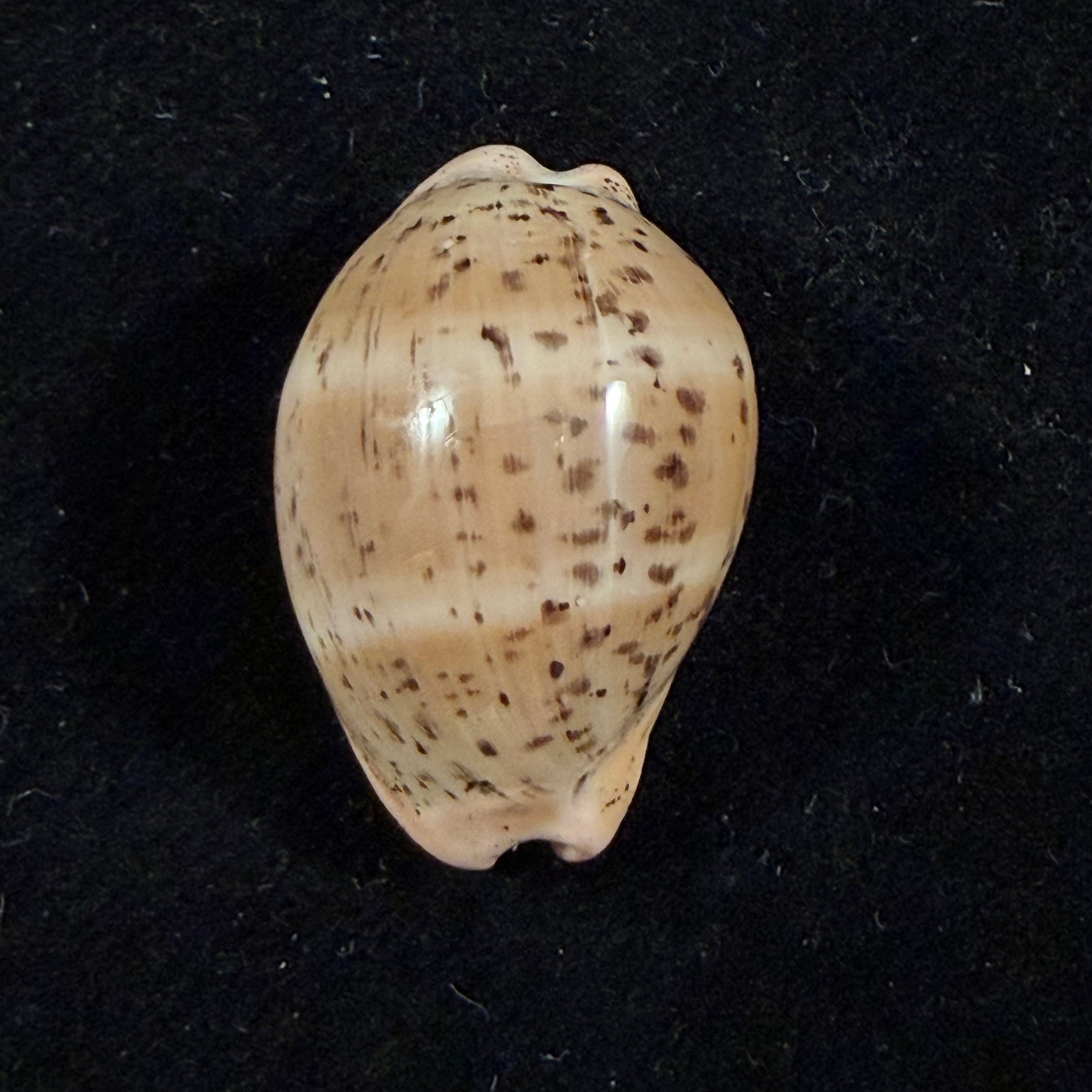 Luria cinerea brasiliensis Lorenz & Hubert, 1993 - 26,1mm