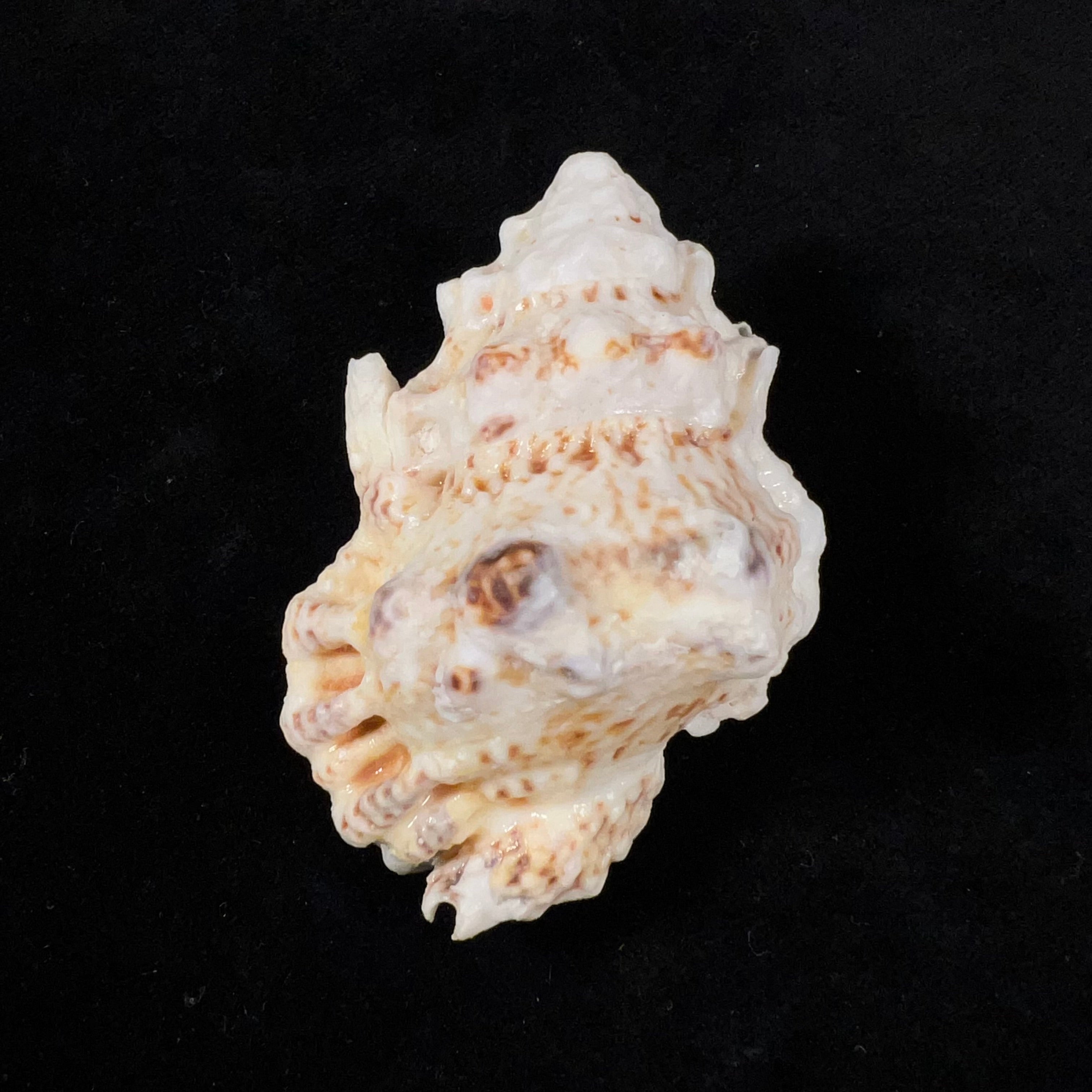 Bursa bufonia (Gmelin, 1791) - 67,6mm
