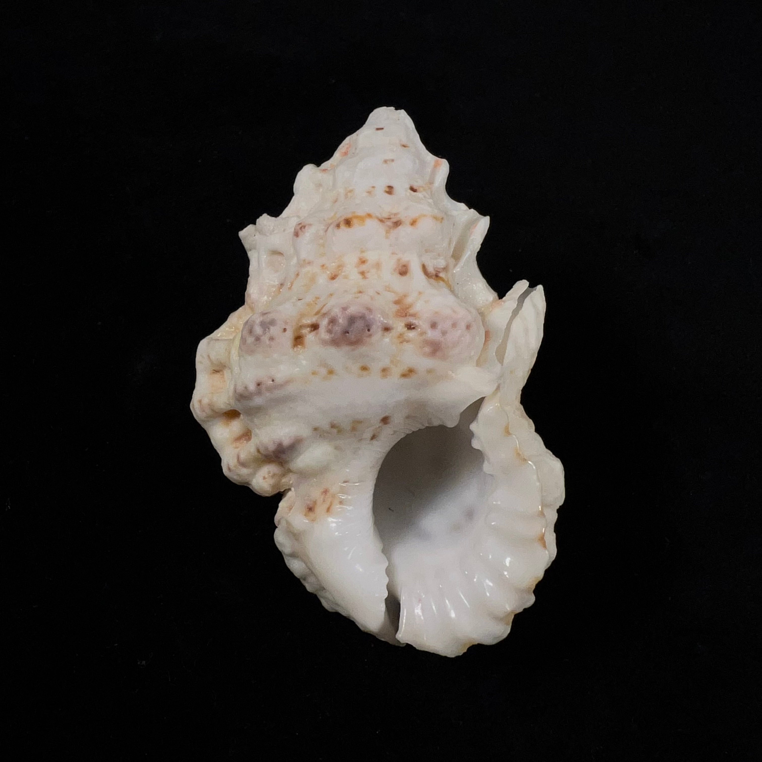 Bursa bufonia (Gmelin, 1791) - 67,6mm