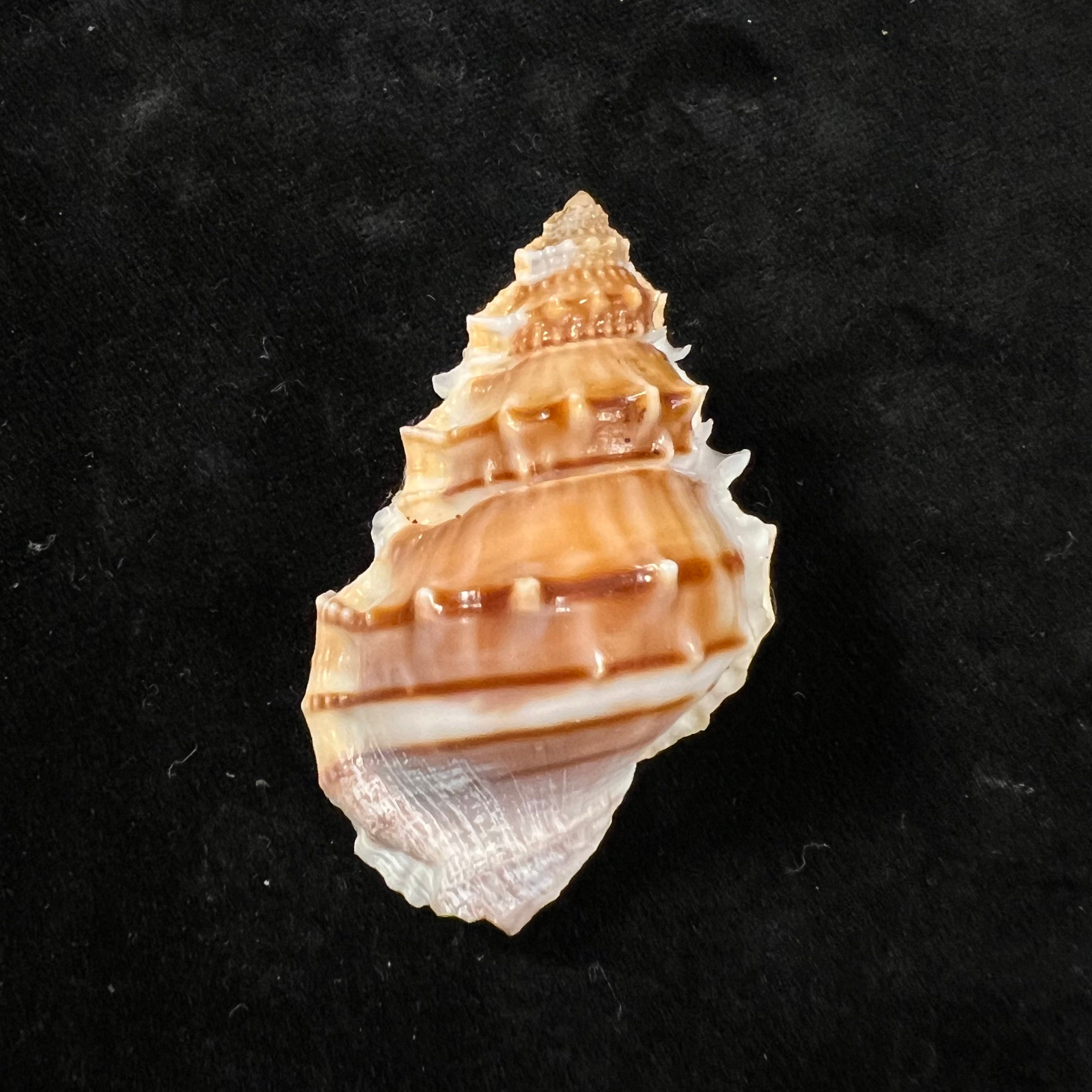 Marsupina nana(Broderip & GB Sowerby I,1829)- 49毫米