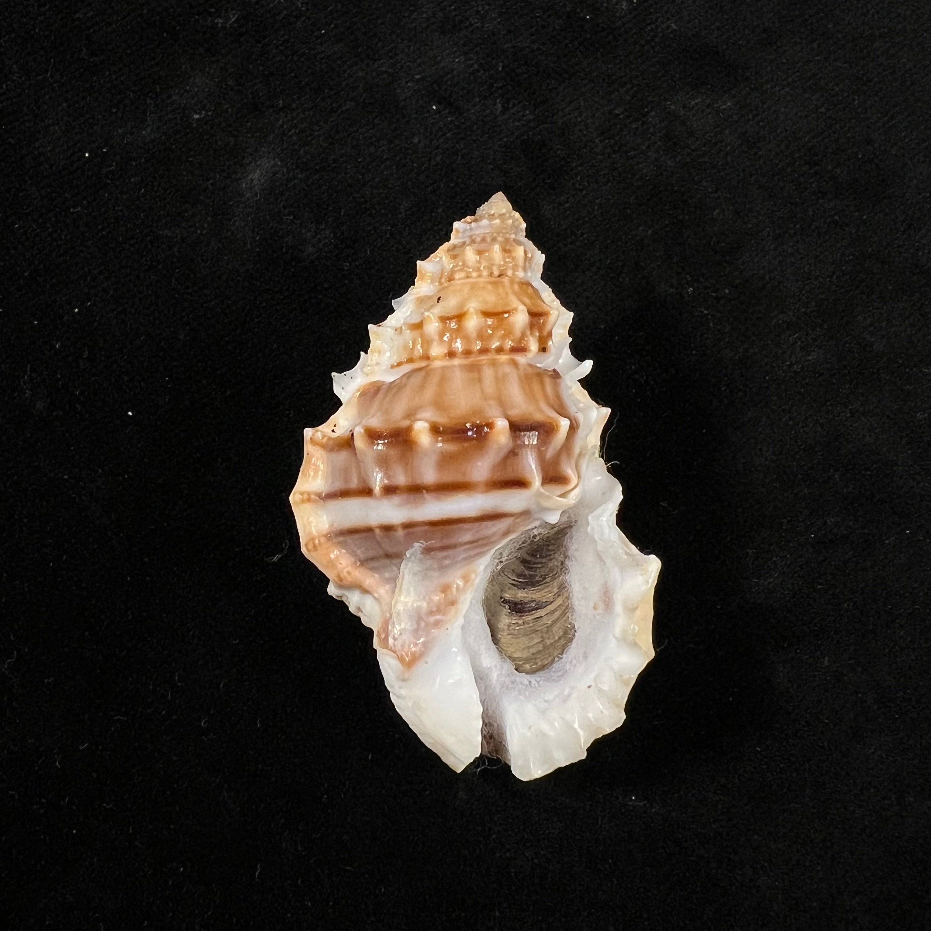 Marsupina nana(Broderip & GB Sowerby I,1829)- 49毫米