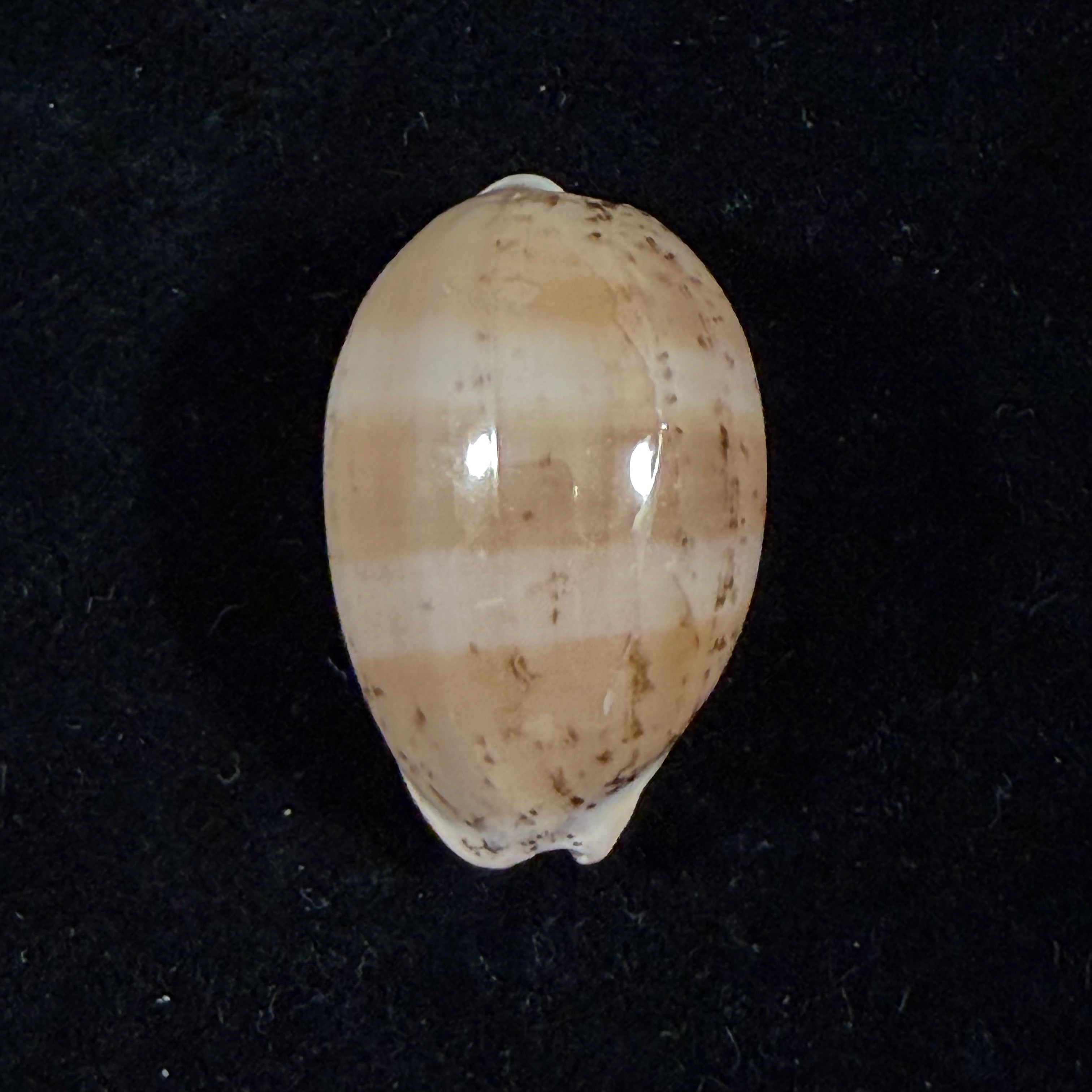 Luria cinerea brasiliensis Lorenz & Hubert, 1993 - 28,8mm