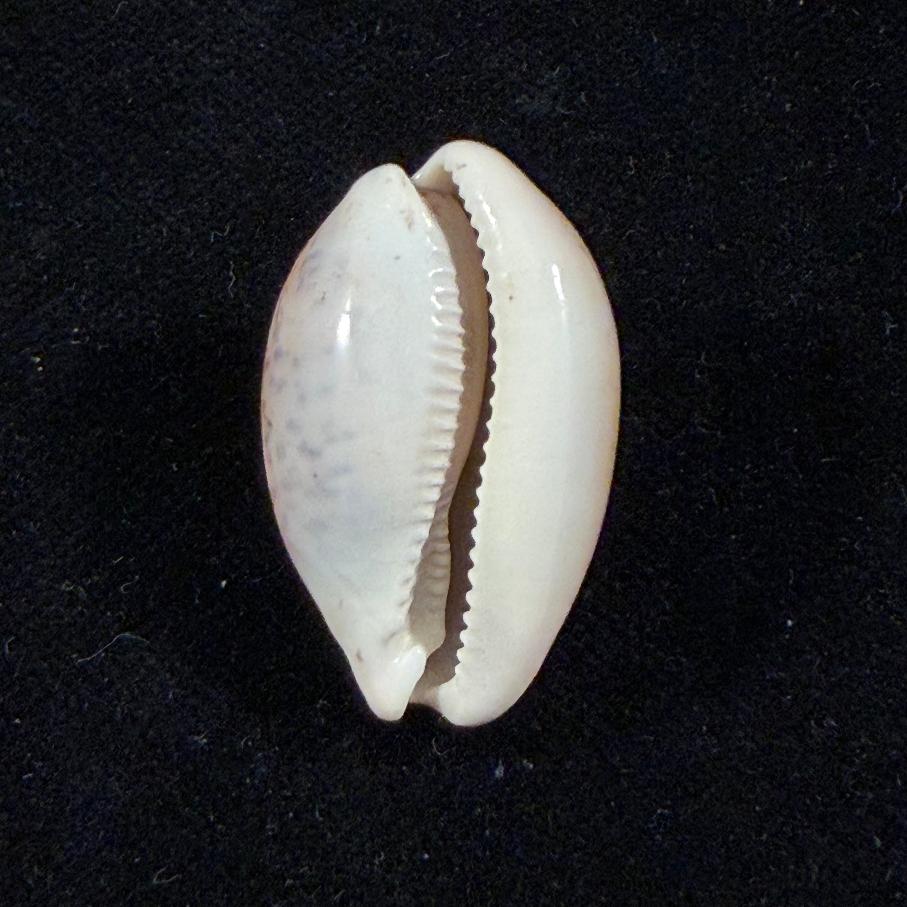 Luria cinerea brasiliensis Lorenz & Hubert, 1993 - 28,8mm