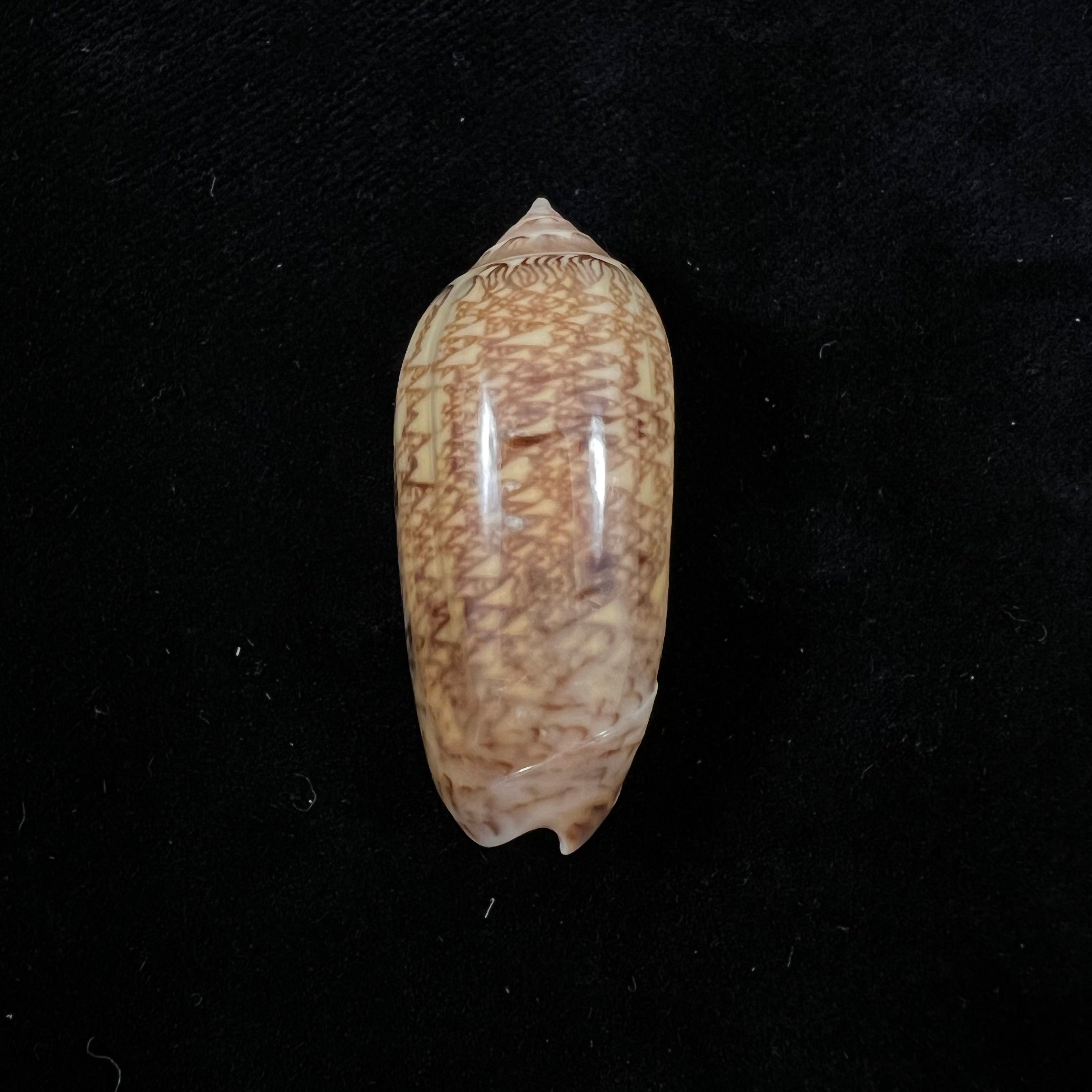 Oliva circinata jorioi Petuch, 2013 - 40,7mm