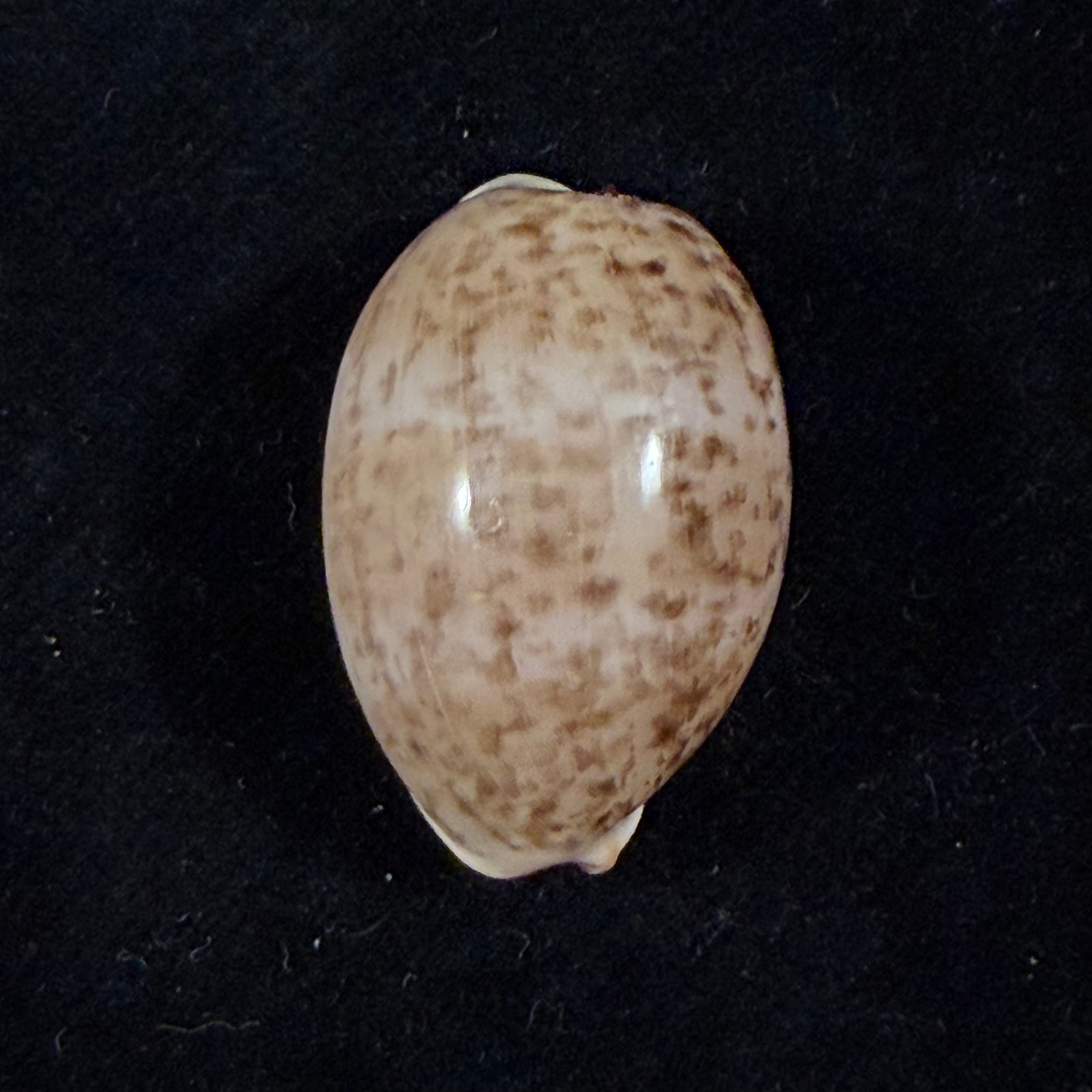 Luria cinerea brasiliensis Lorenz & Hubert, 1993 - 29,6mm