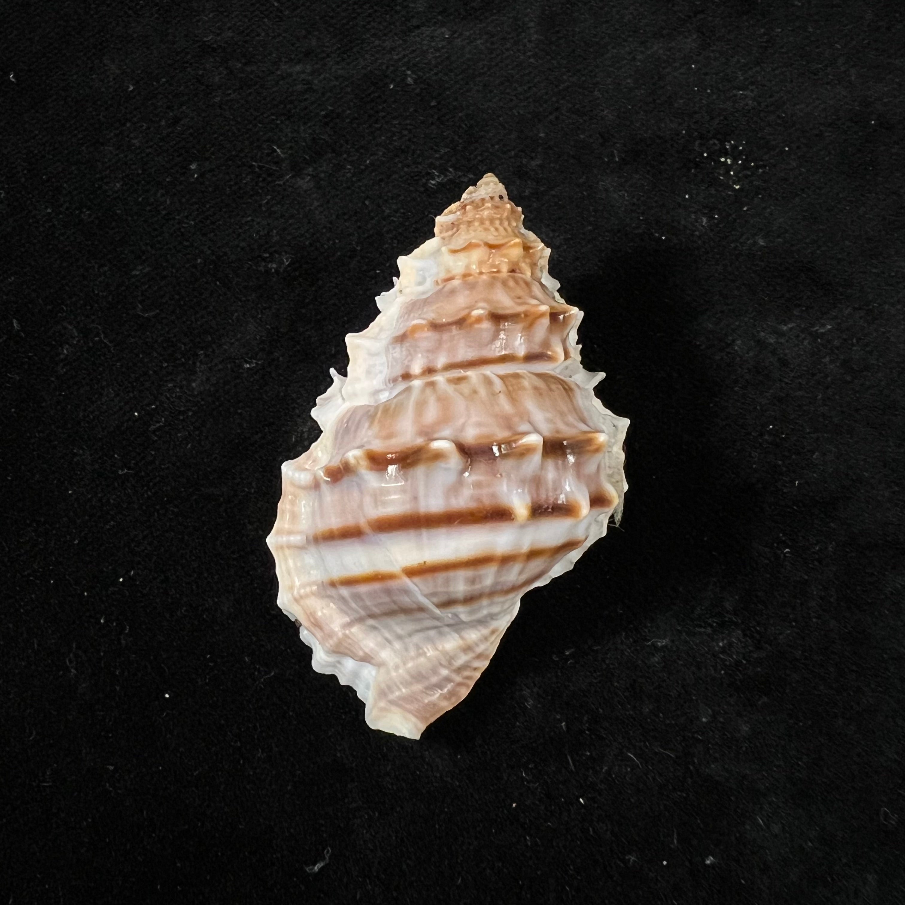 幼马苏皮娜(Broderip & GB Sowerby I, 1829)- 50,7毫米