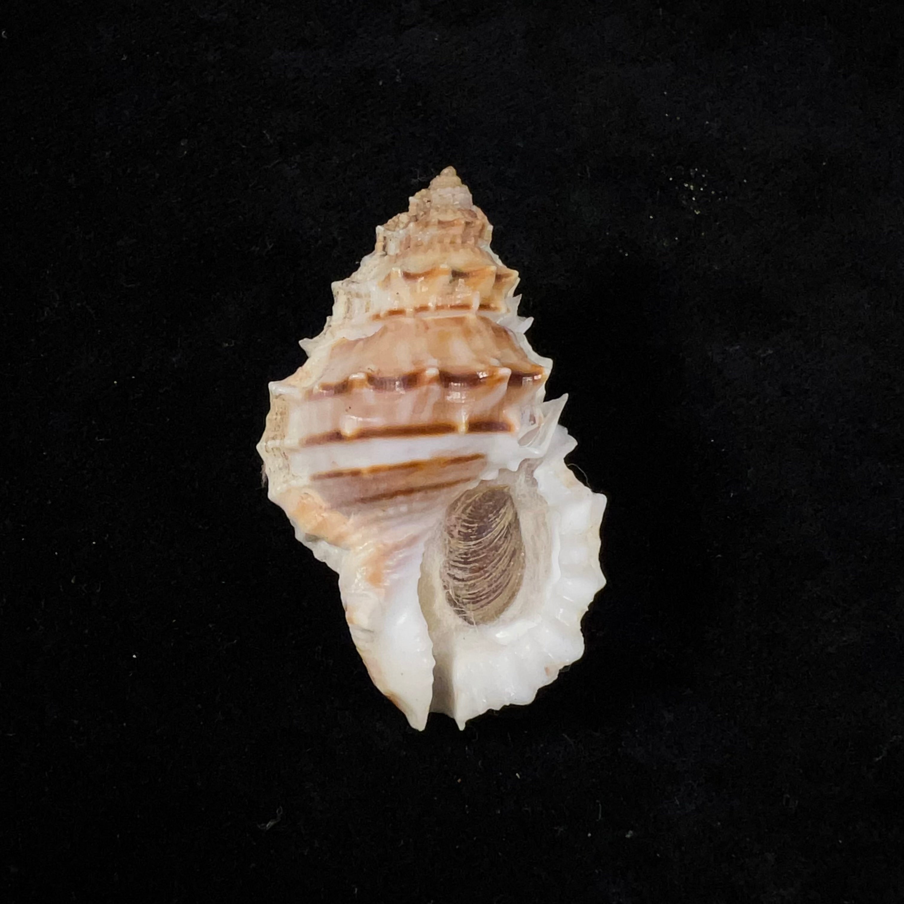 幼马苏皮娜(Broderip & GB Sowerby I, 1829)- 50,7毫米