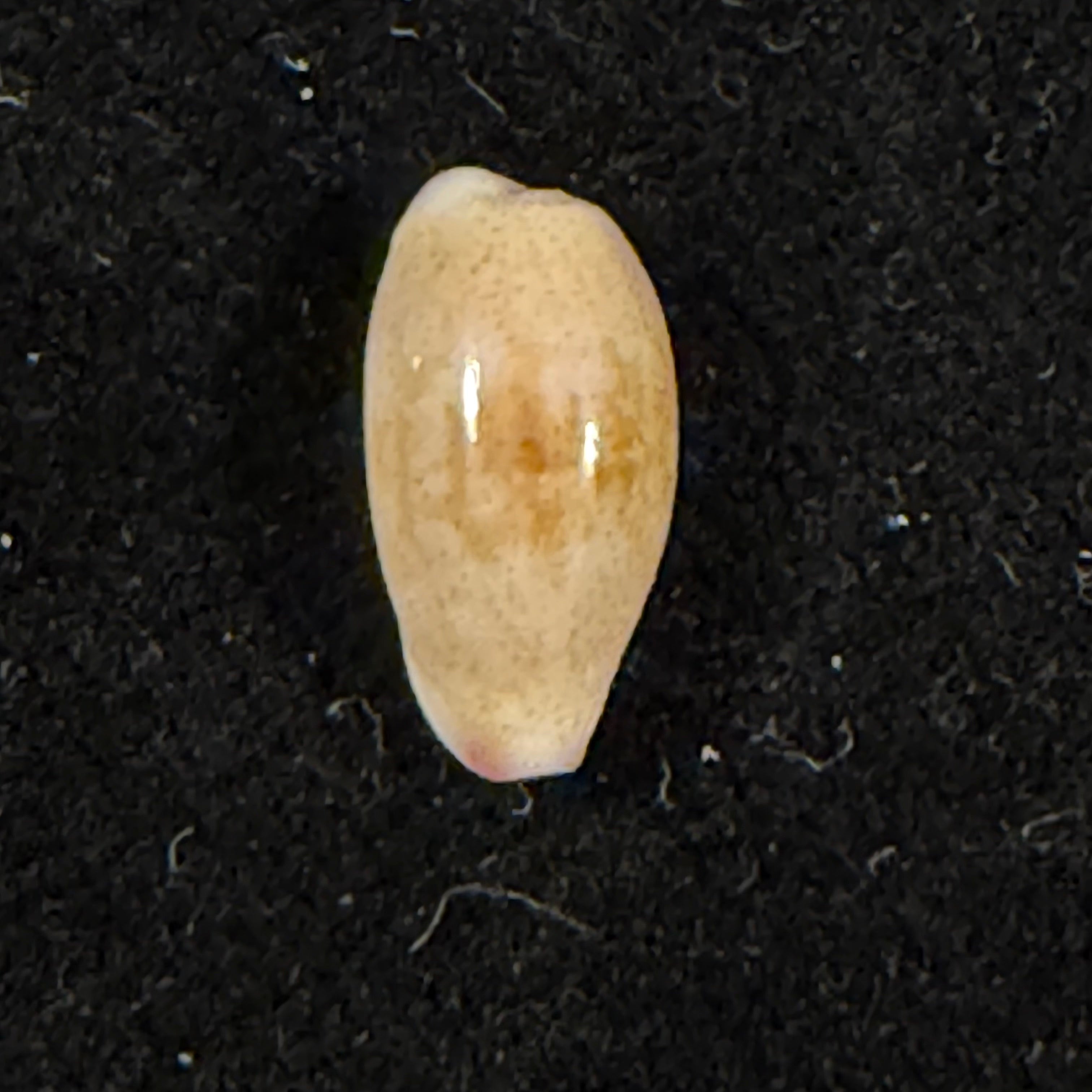 Purpuradusta fimbriata (Gmelin, 1791) - 12,5mm