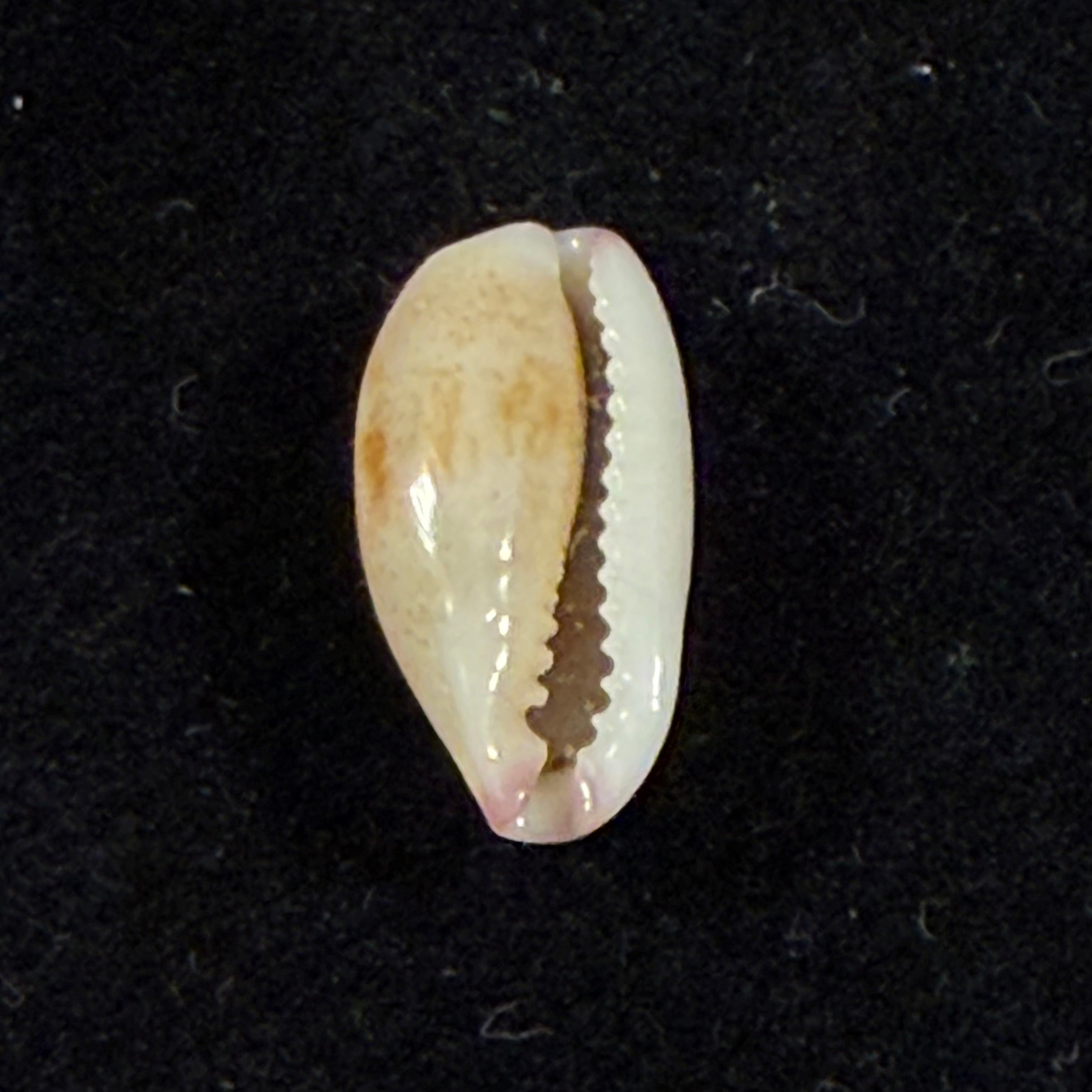 Purpuradusta fimbriata (Gmelin, 1791) - 12,5mm