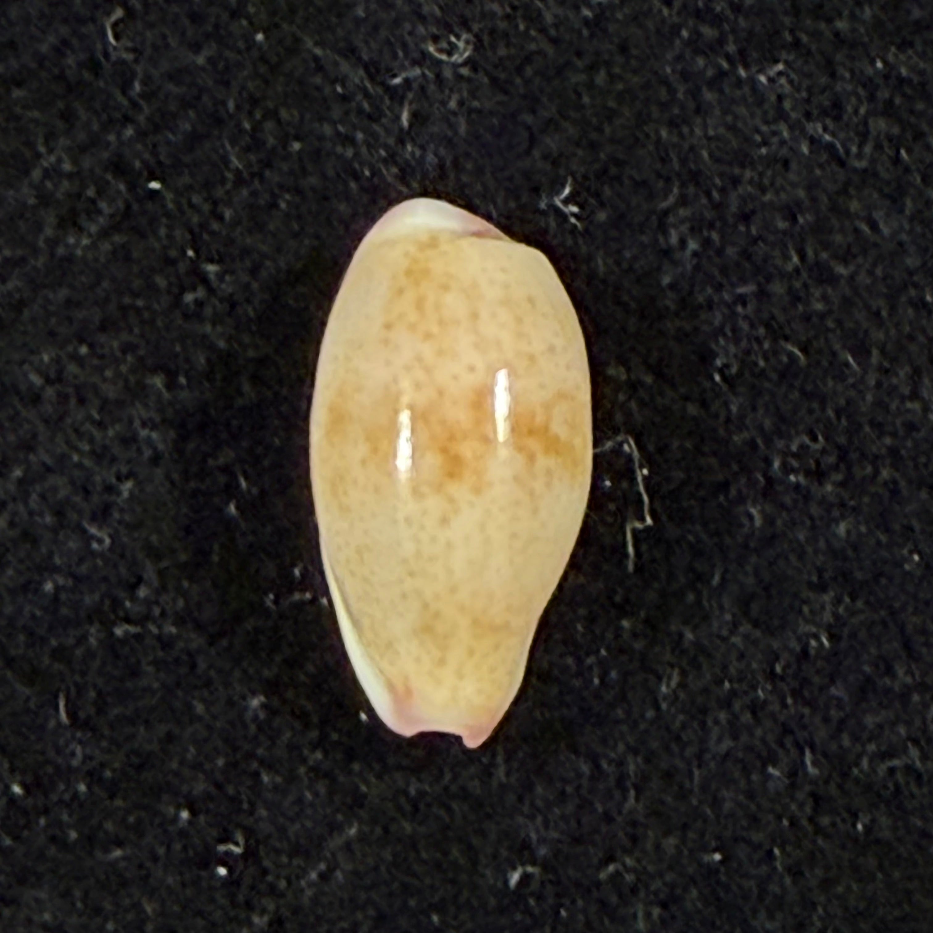 Purpuradusta fimbriata (Gmelin, 1791) - 12,4mm