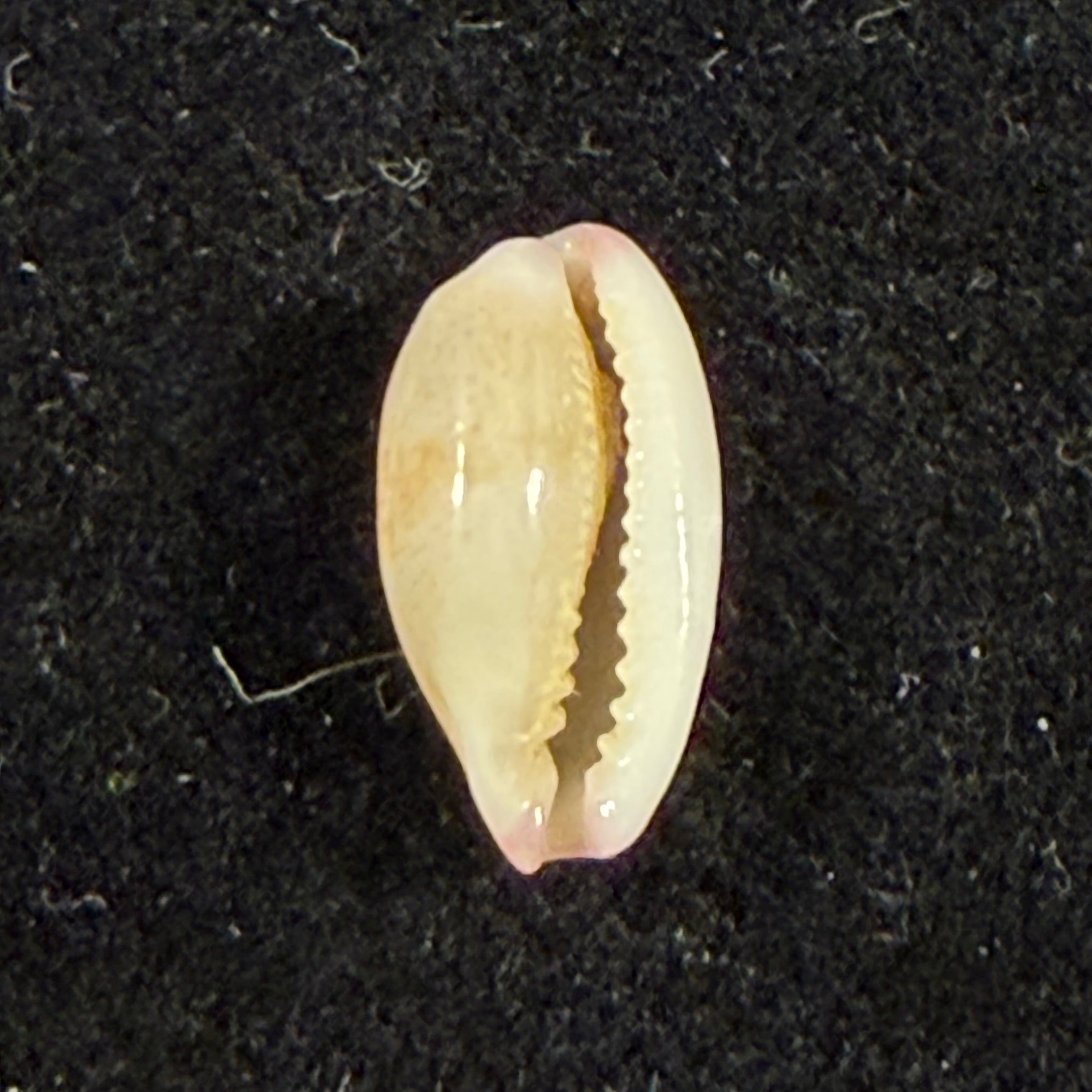 Purpuradusta fimbriata (Gmelin, 1791) - 12,4mm