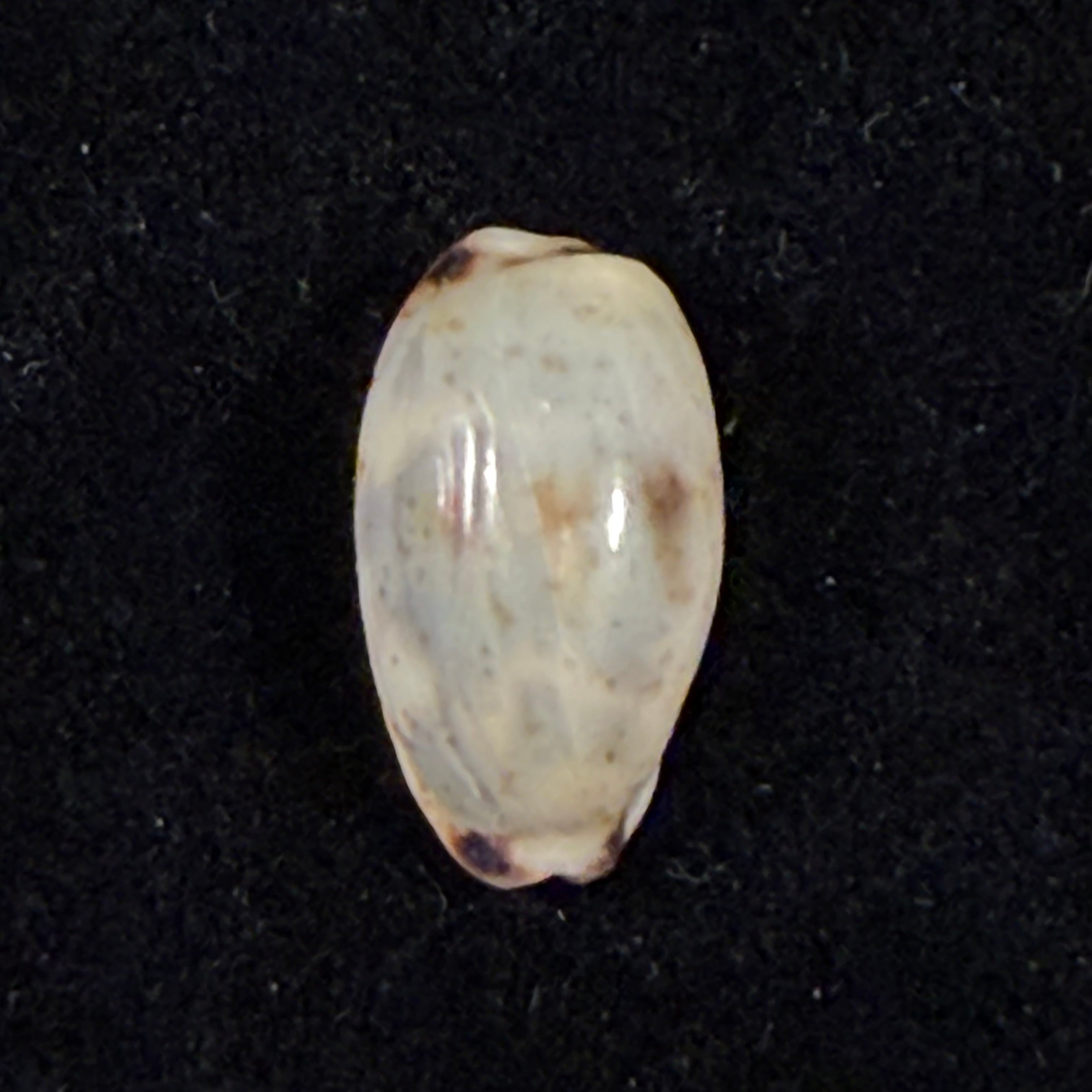 Melicerona felina (Gmelin, 1791) - 14,4mm