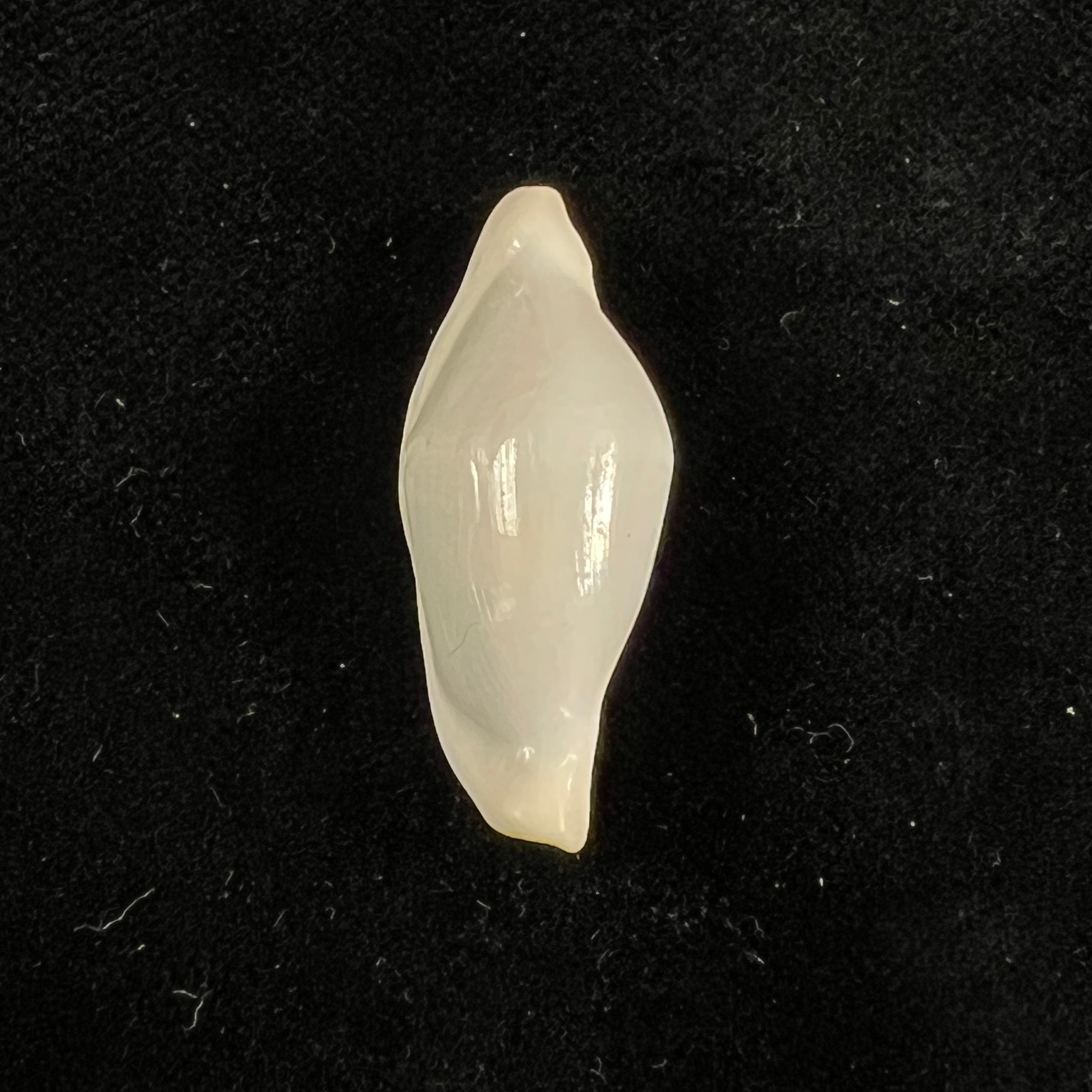 Cyphoma intermedium (G. B. Sowerby I, 1828) - 32,1mm