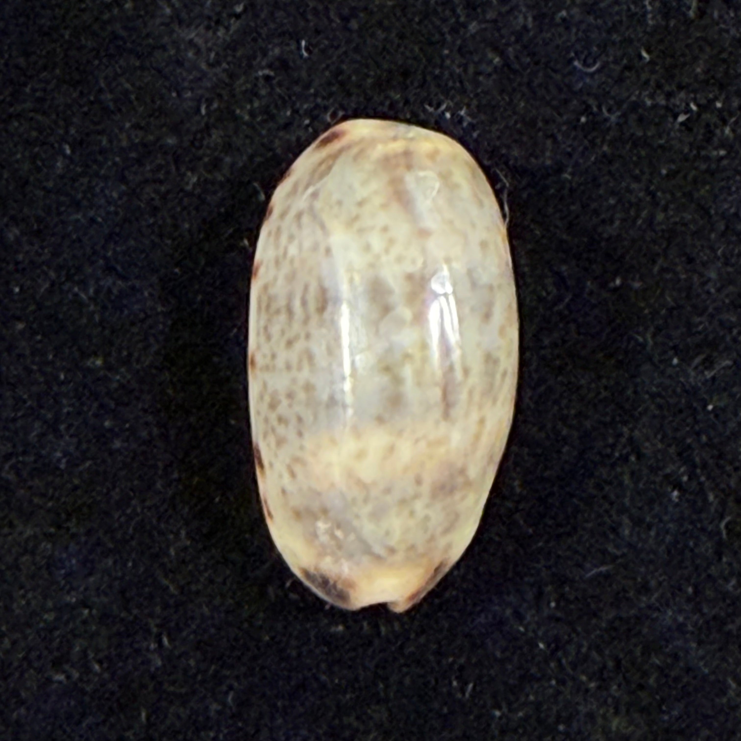 Melicerona felina (Gmelin, 1791) - 15,3mm