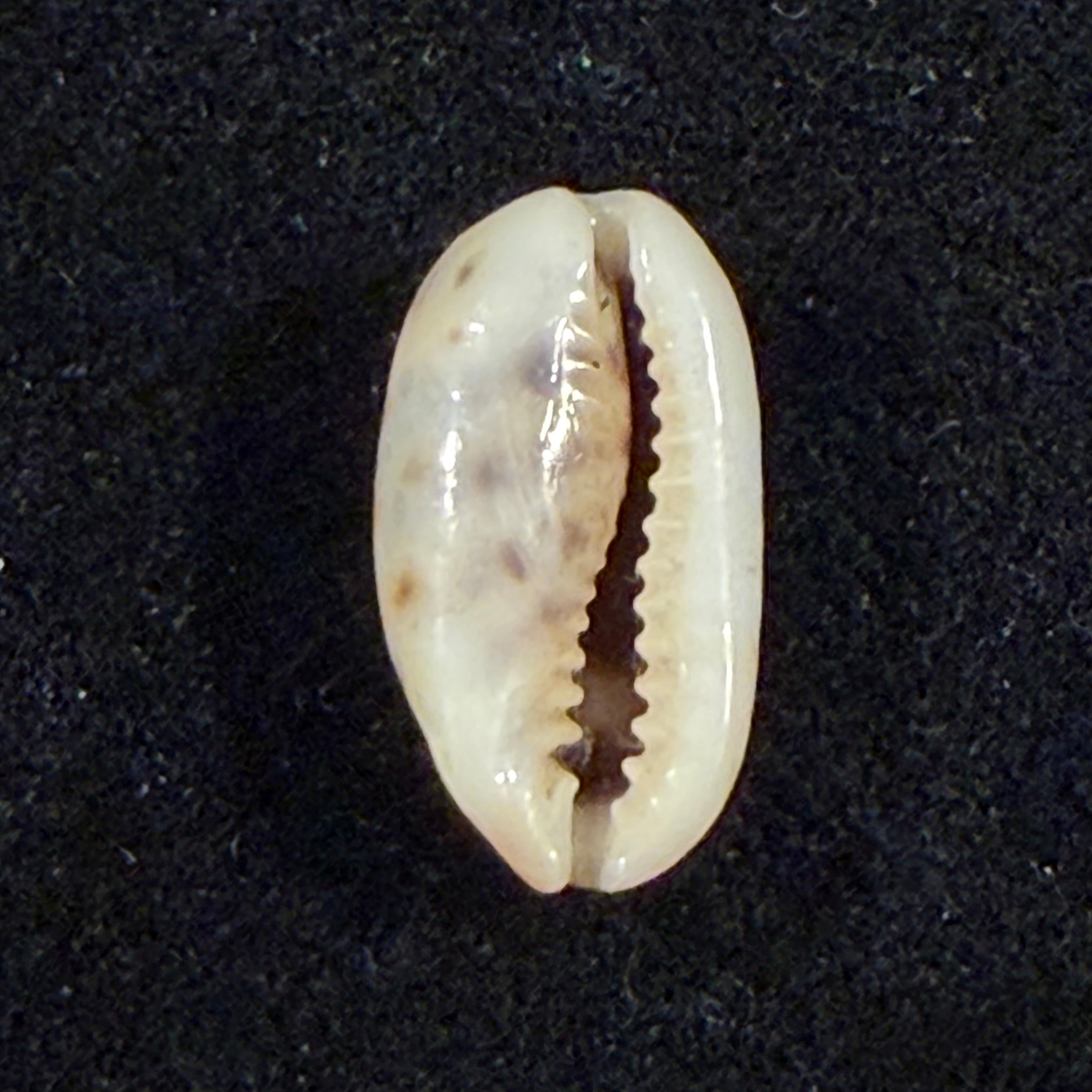 Melicerona felina (Gmelin, 1791) - 15,3mm