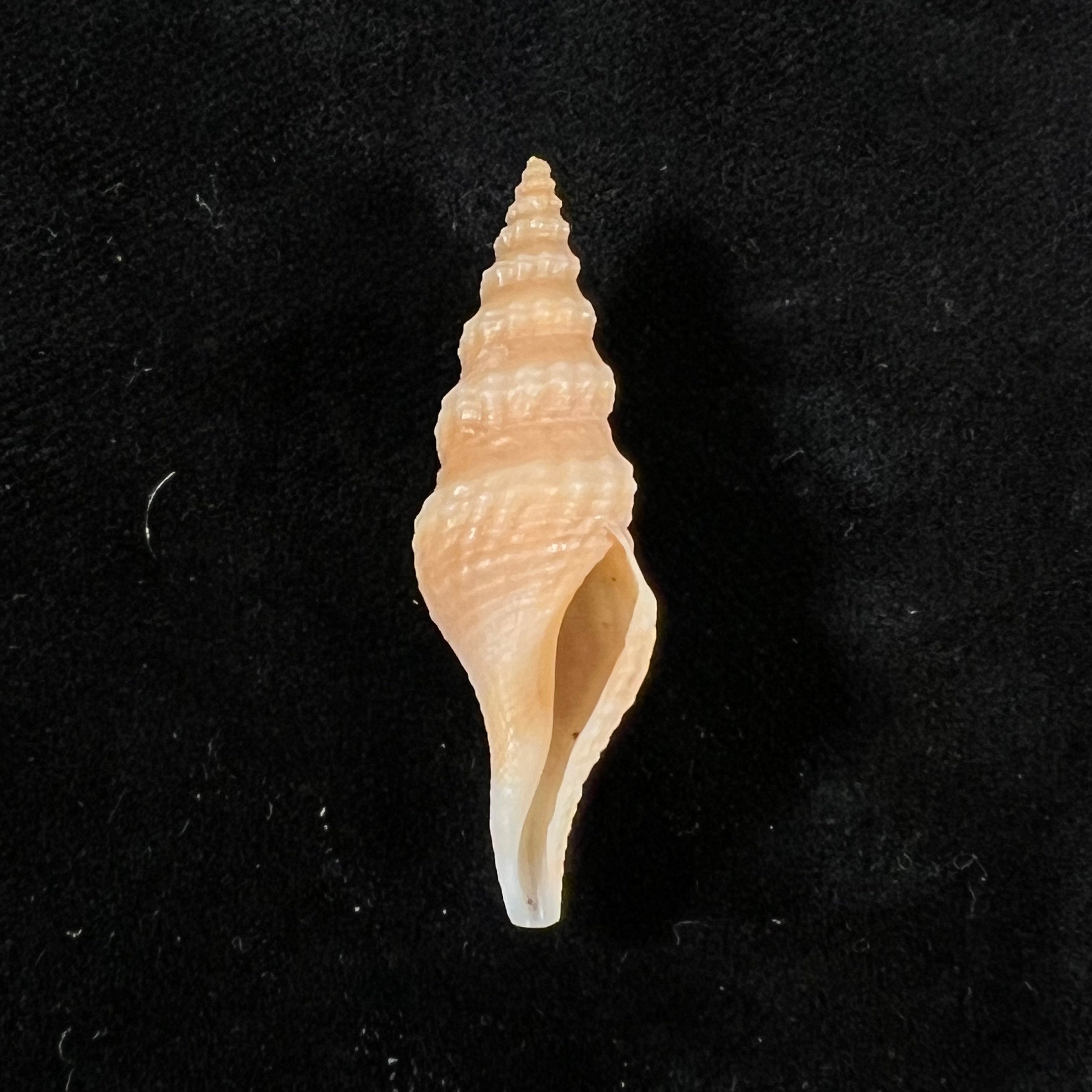 Fusiturricula maesae Rios, 1985 - 42,7mm