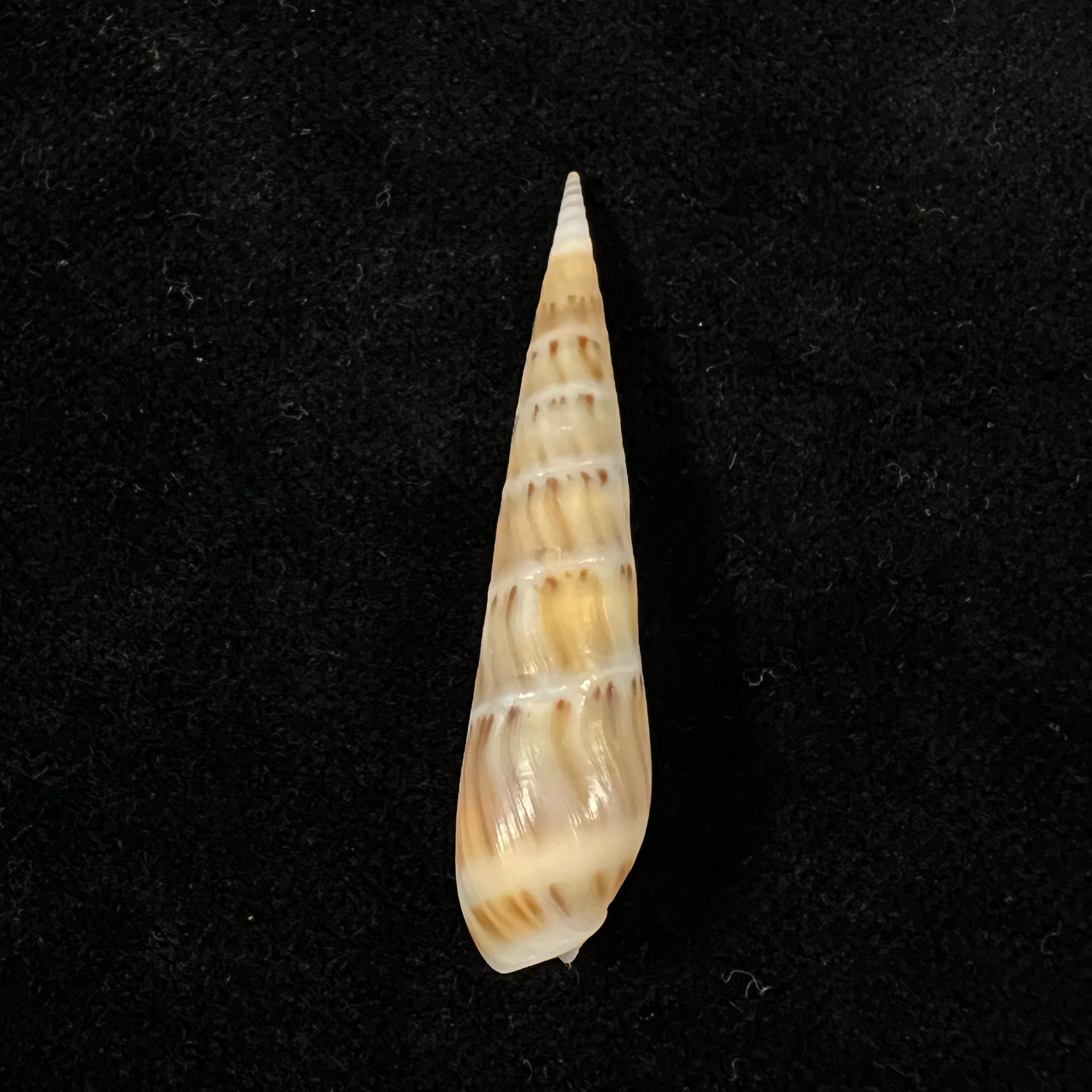 Hastula nimbosa (Hinds, 1844) - 42,4mm
