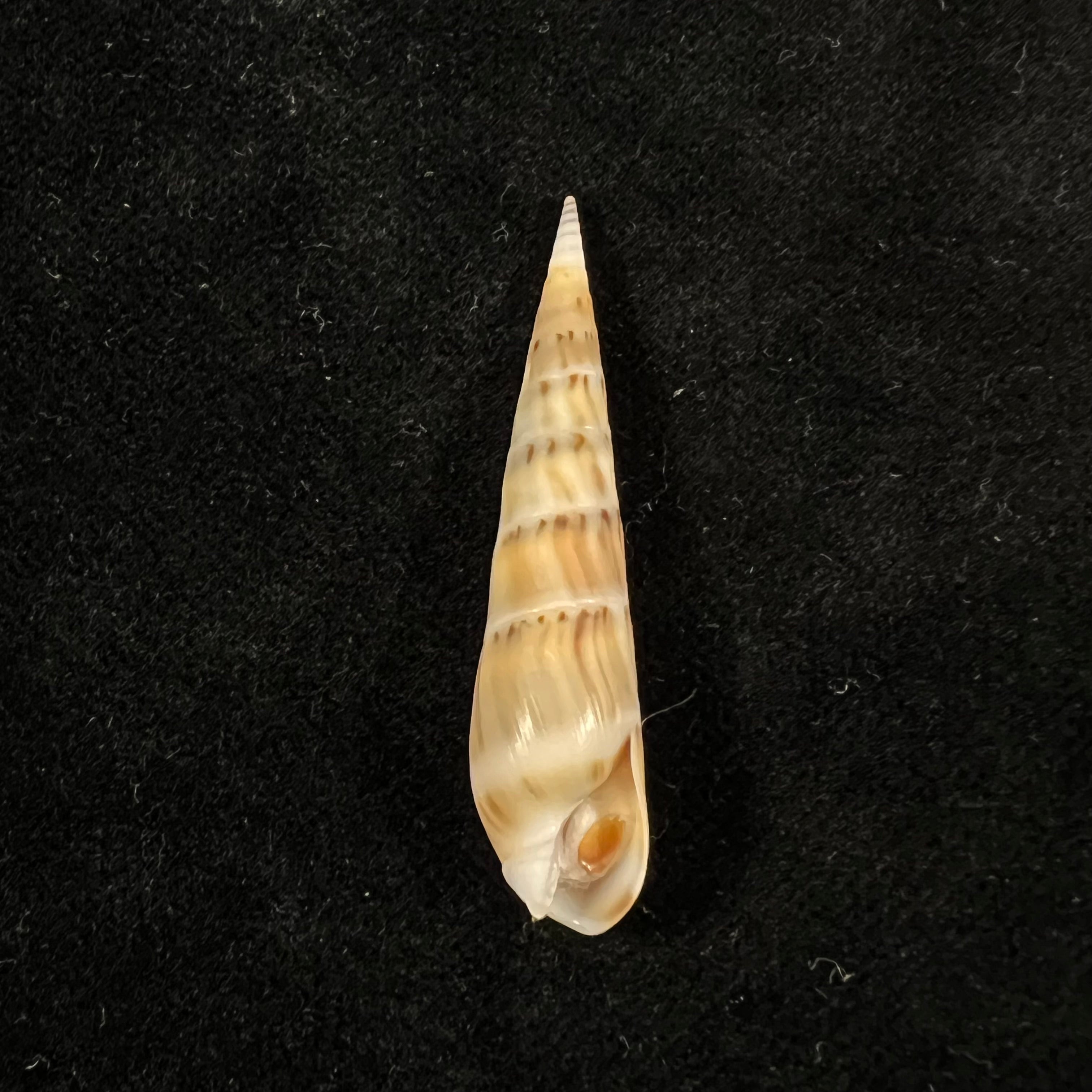 Hastula nimbosa (Hinds, 1844) - 42,4mm